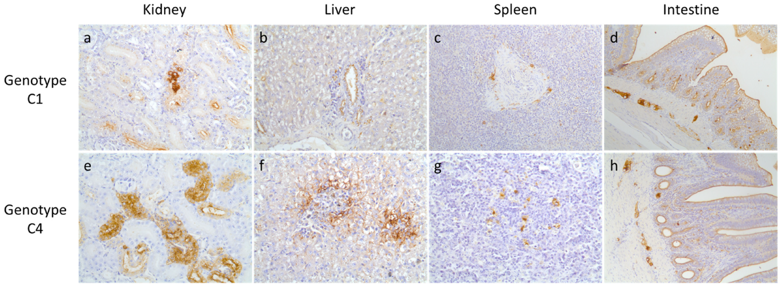 Viruses 13 01069 g003