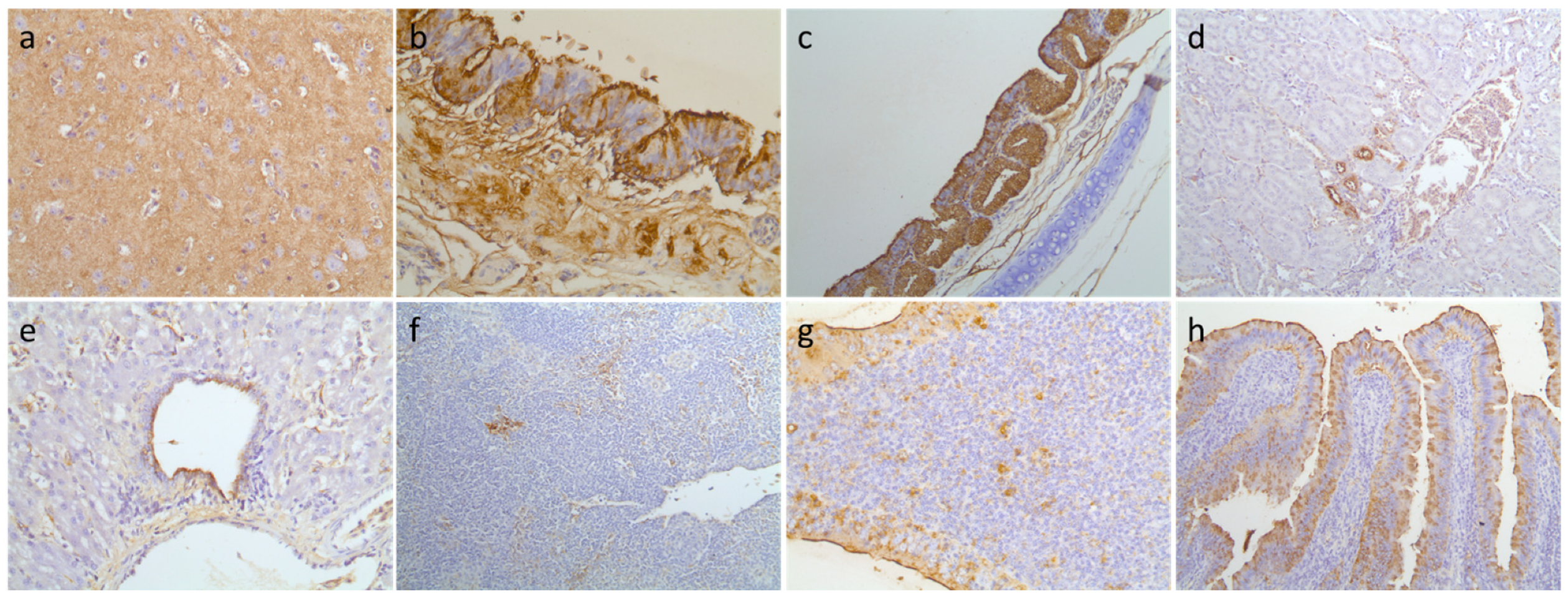 Viruses 13 01069 g004