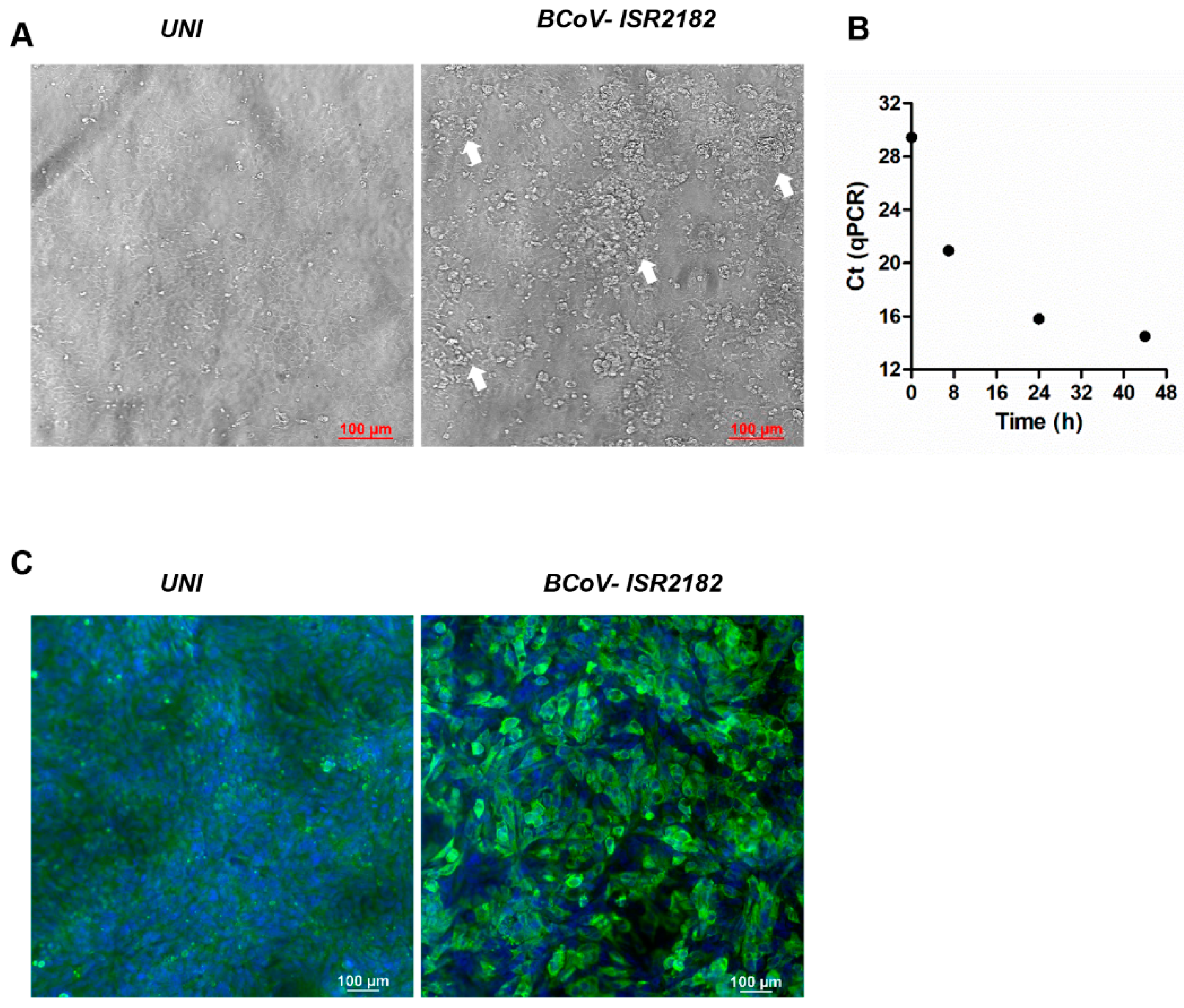 Viruses 13 01070 g001 Viruses 13 01070 g001