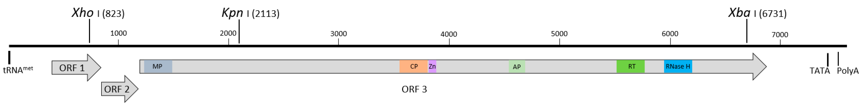 Viruses 13 01071 g001