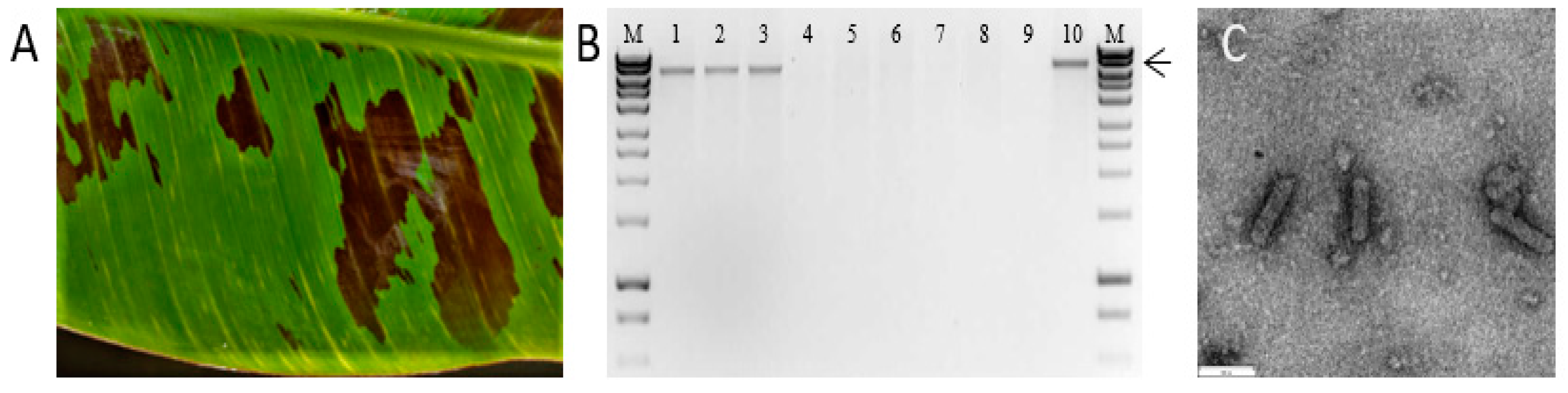 Viruses 13 01071 g002