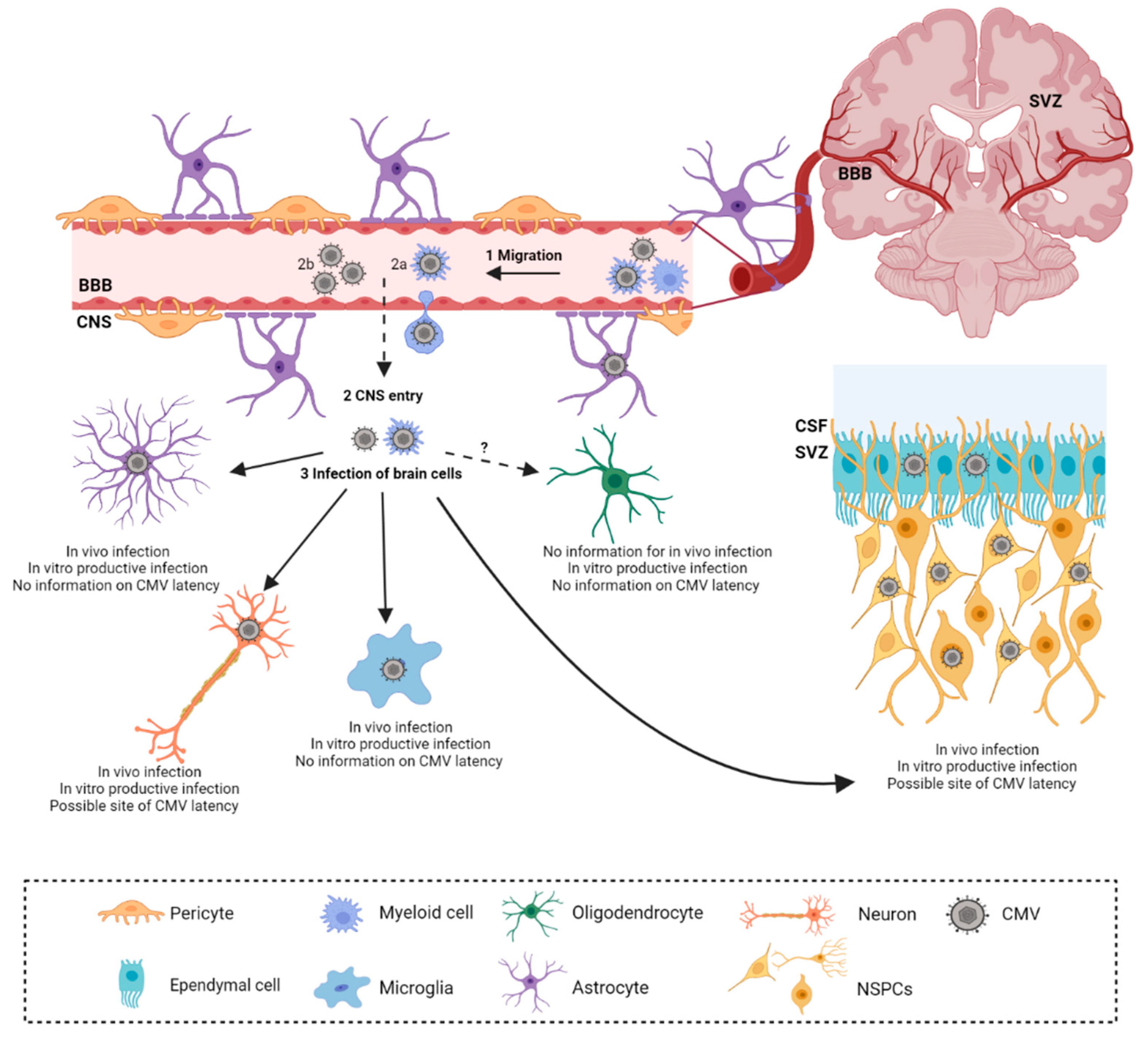 Viruses 13 01078 g001