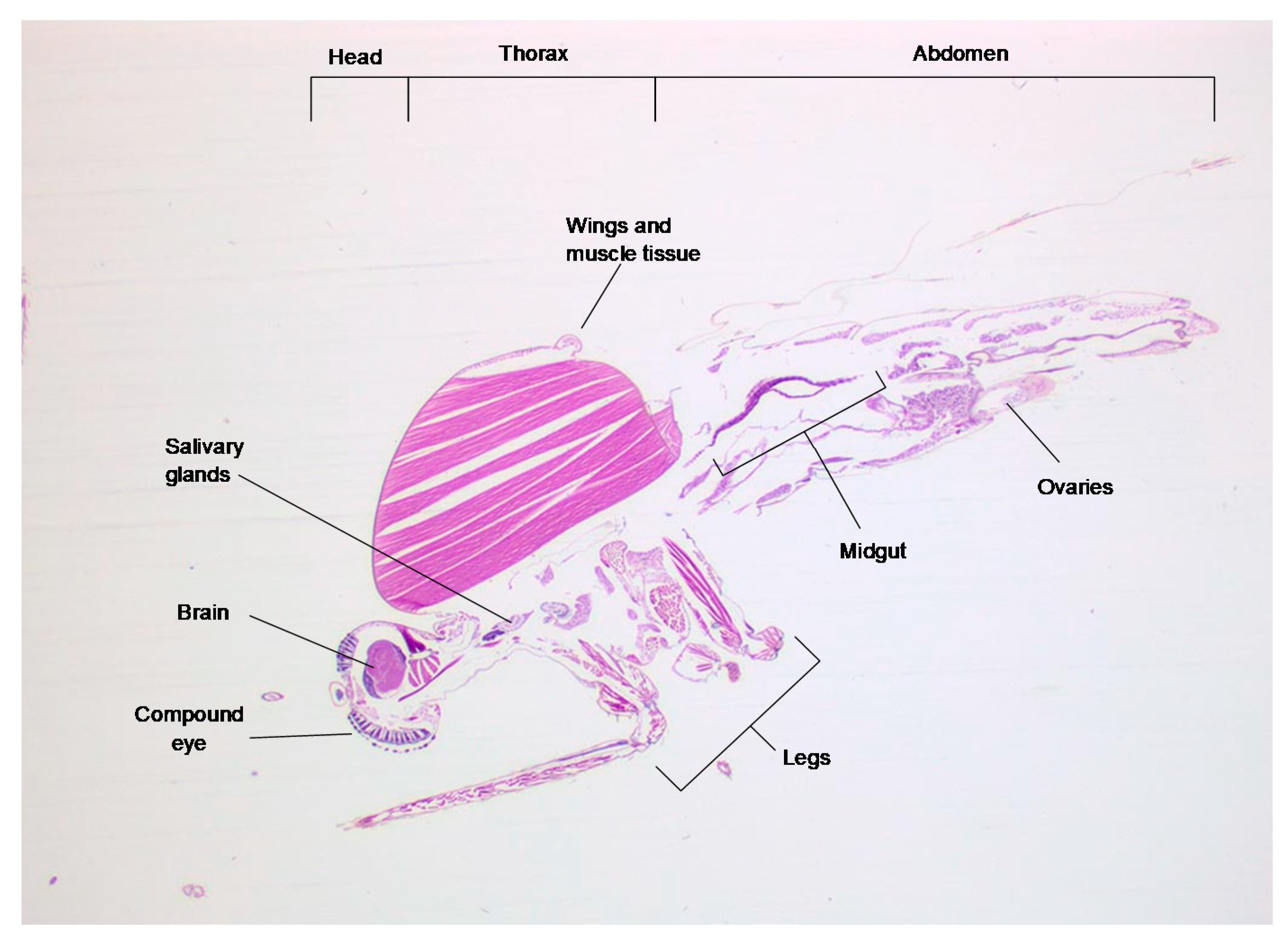 Viruses 13 01079 g001
