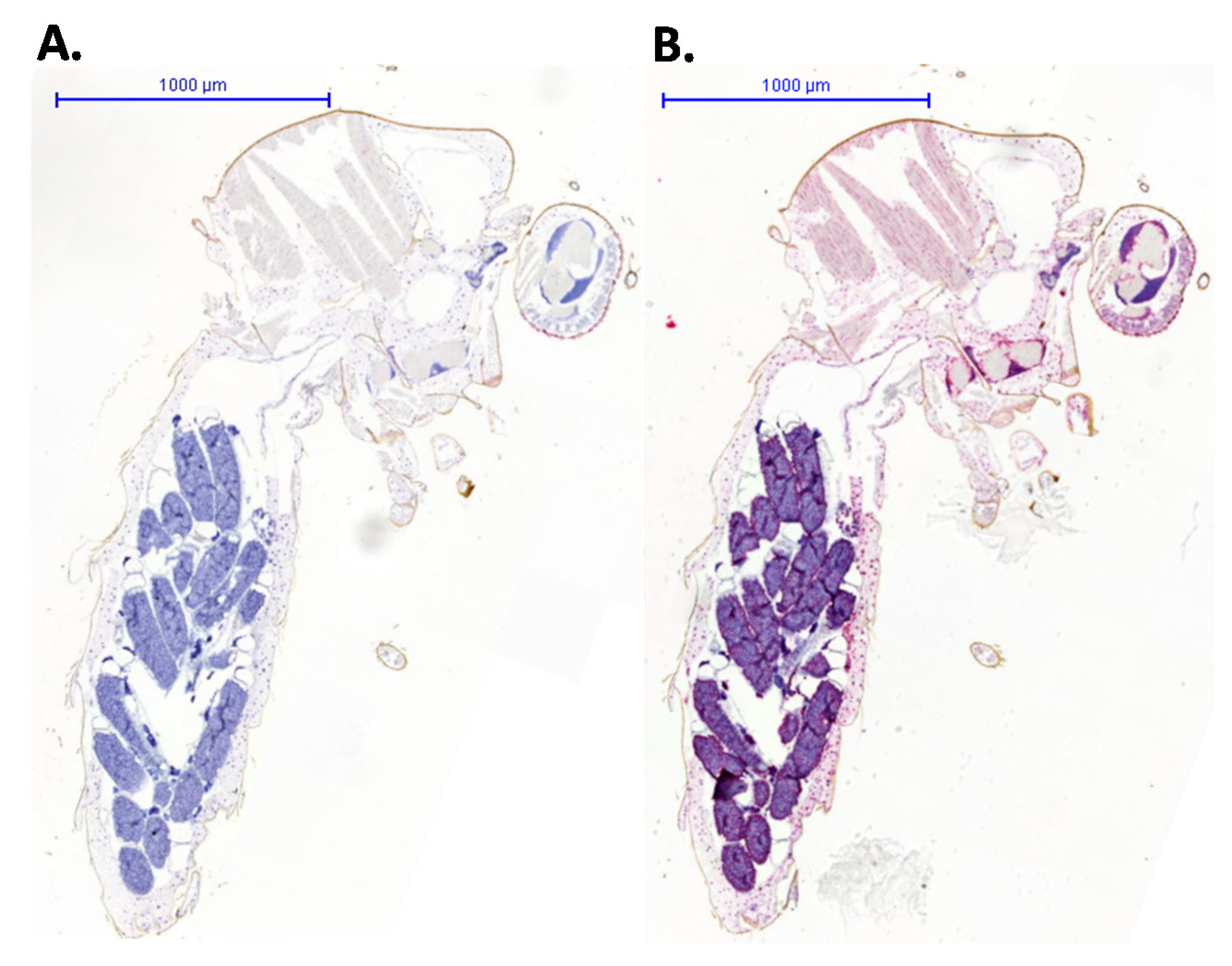 Viruses 13 01079 g002