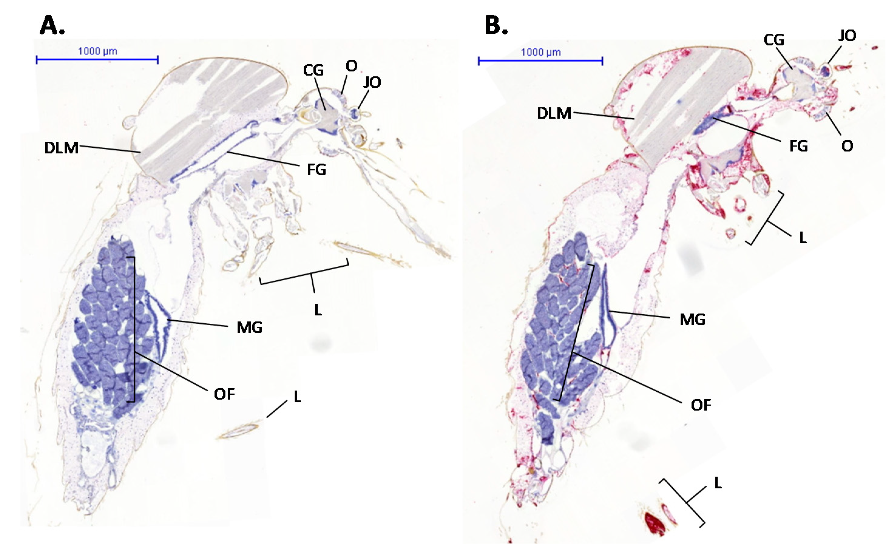Viruses 13 01079 g003