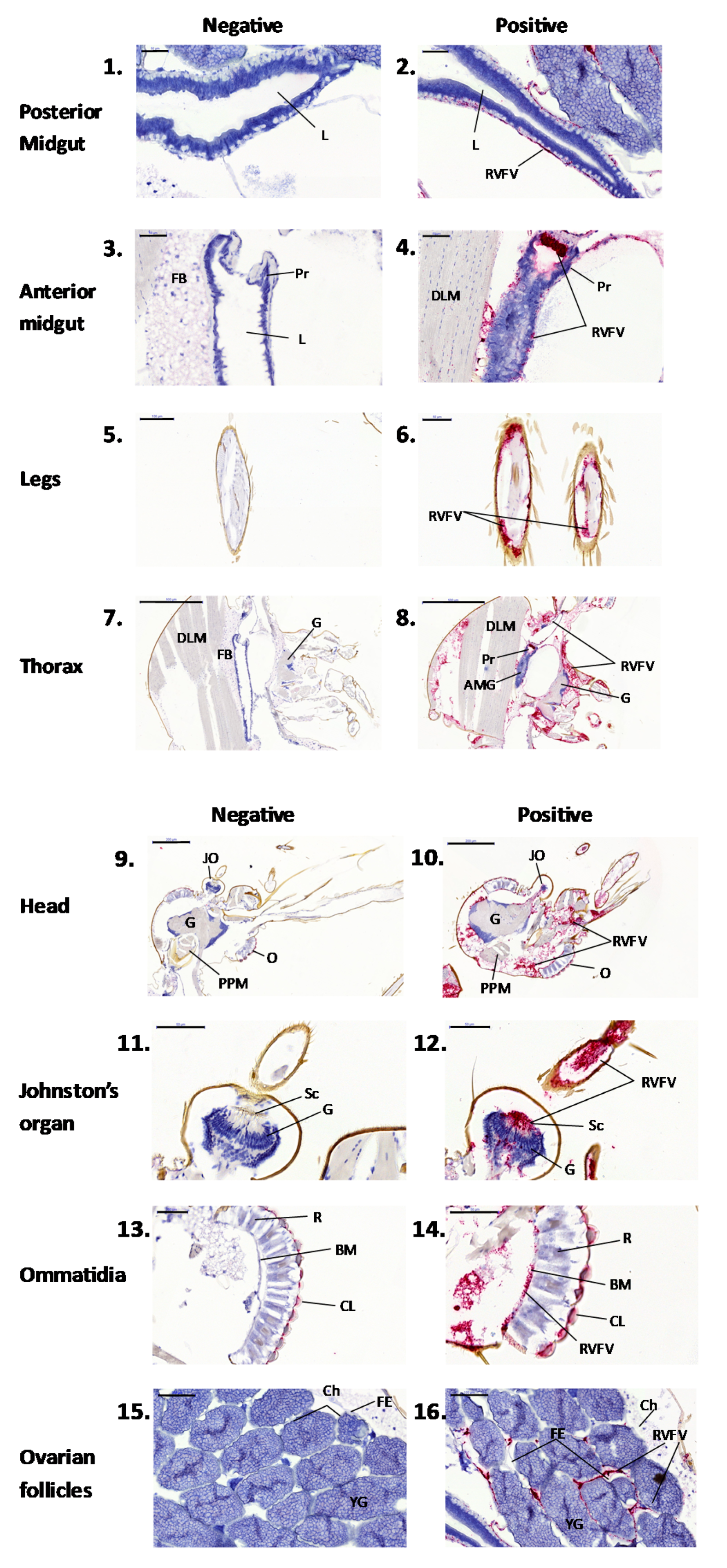 Viruses 13 01079 g004