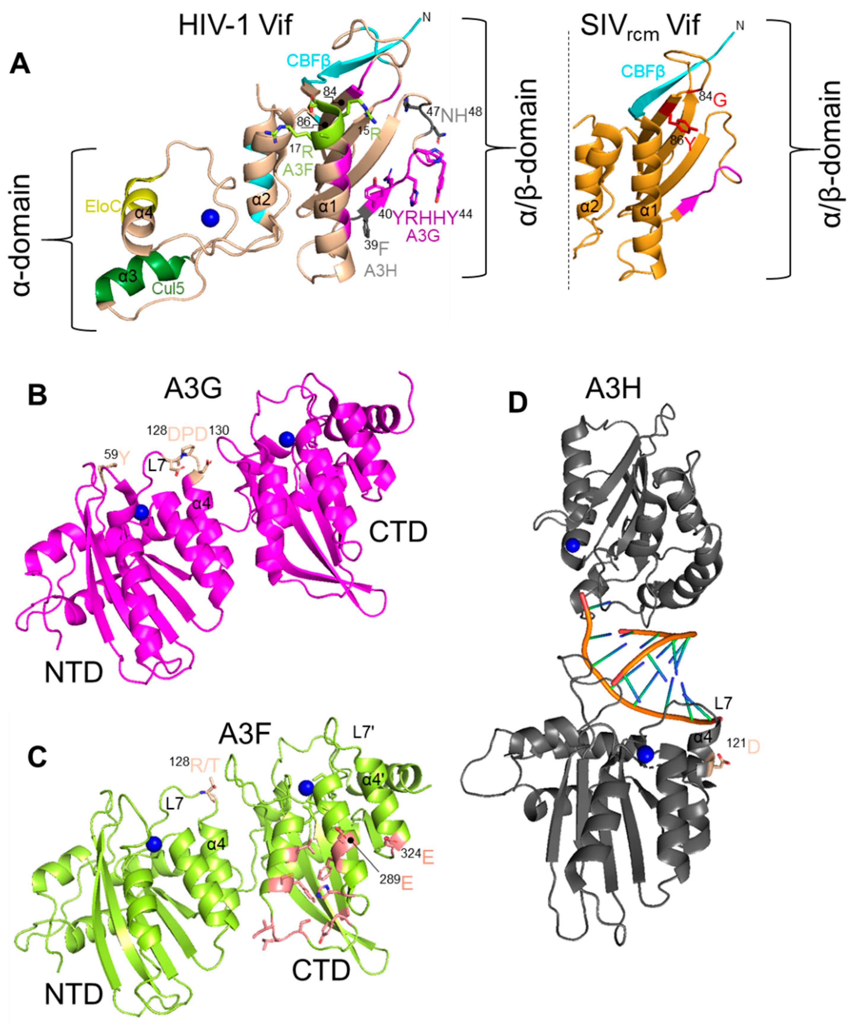 Viruses 13 01084 g002