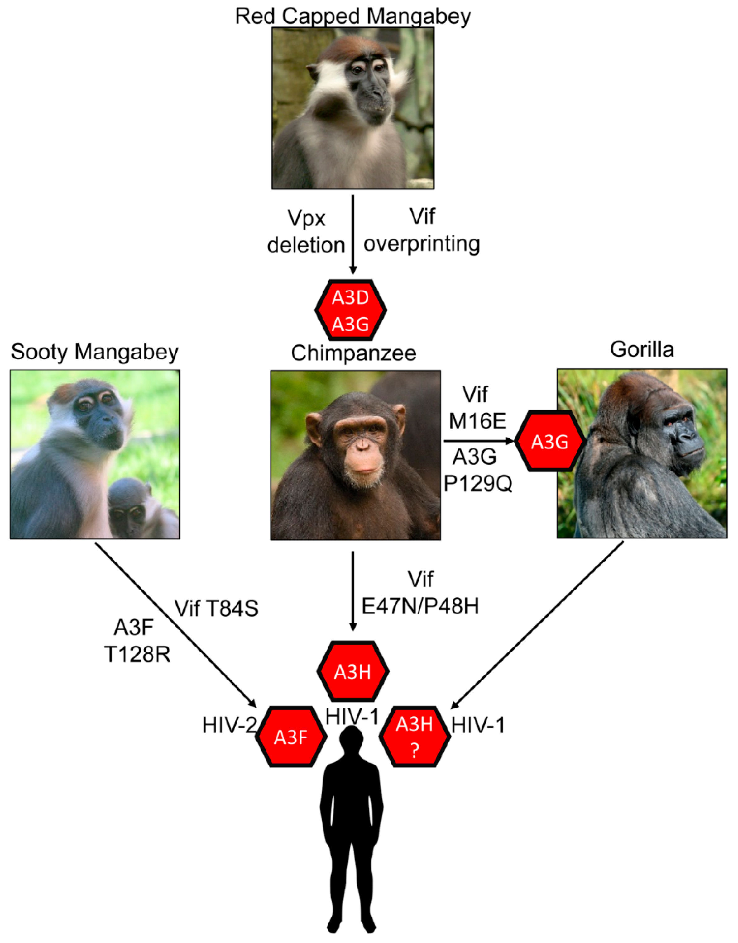 Viruses 13 01084 g003