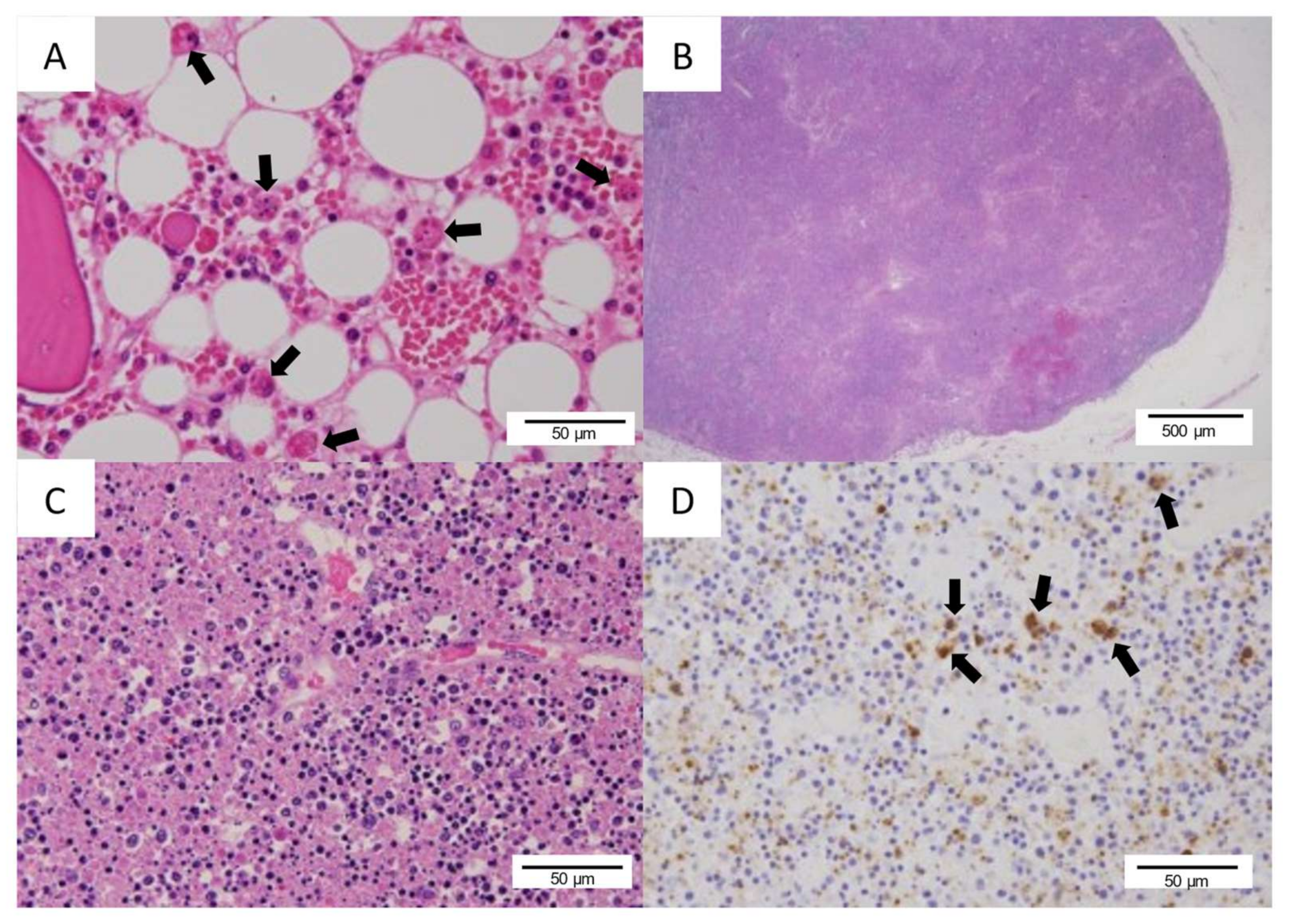 Viruses 13 01086 g004