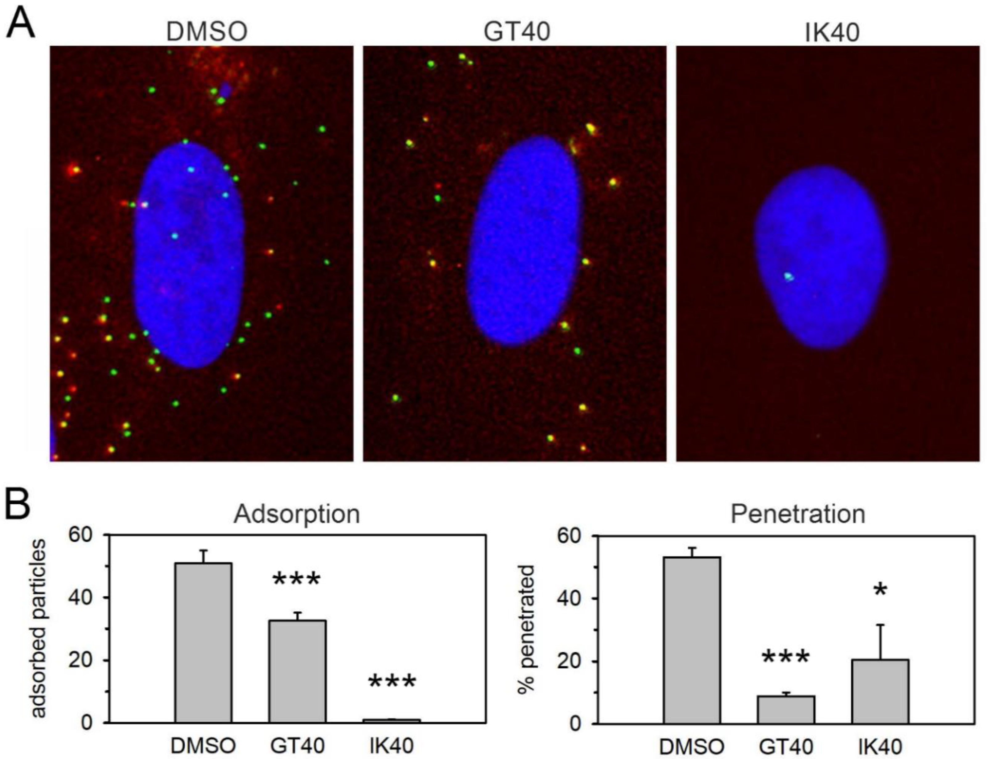 Viruses 13 01094 g002