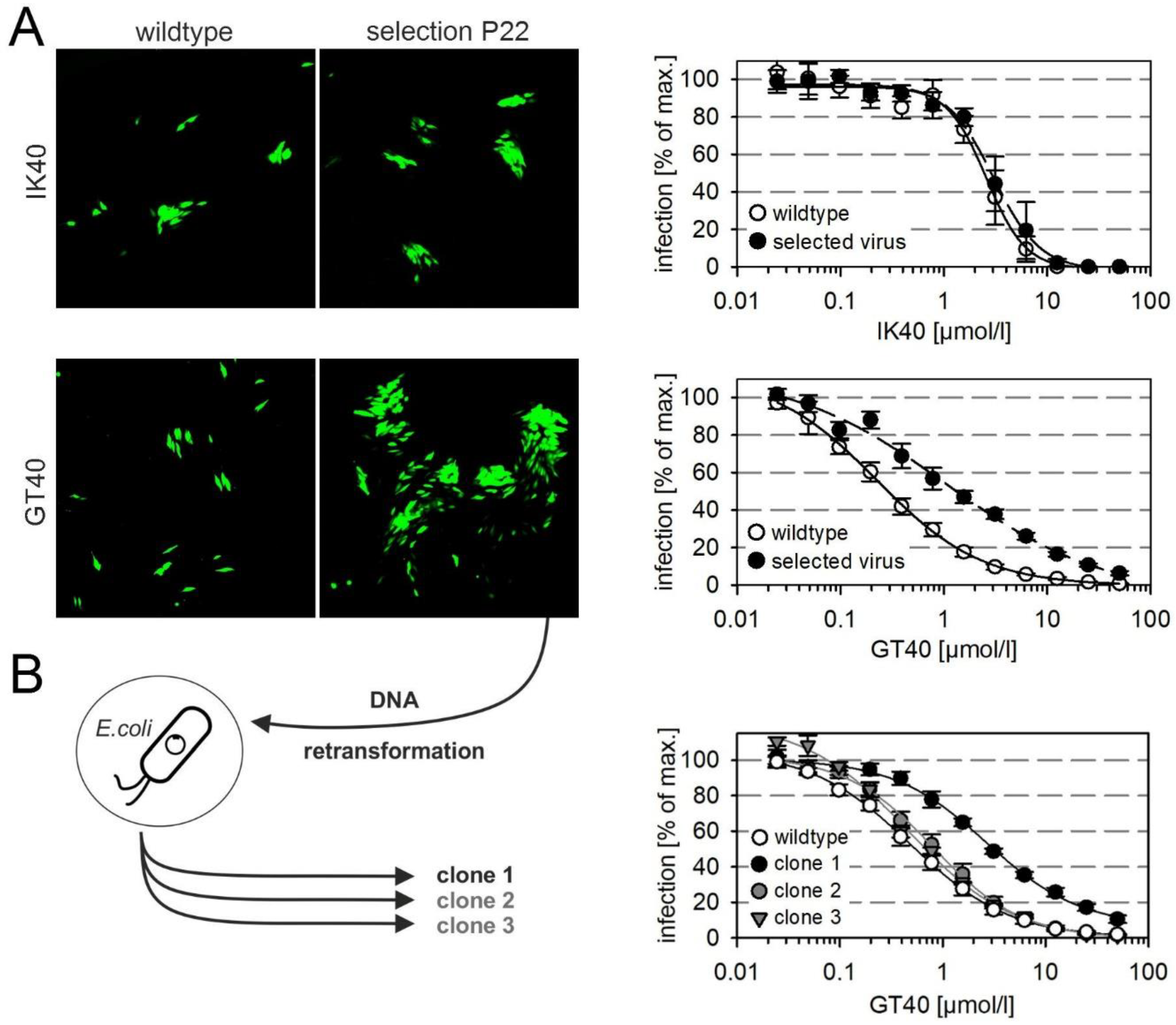 Viruses 13 01094 g003
