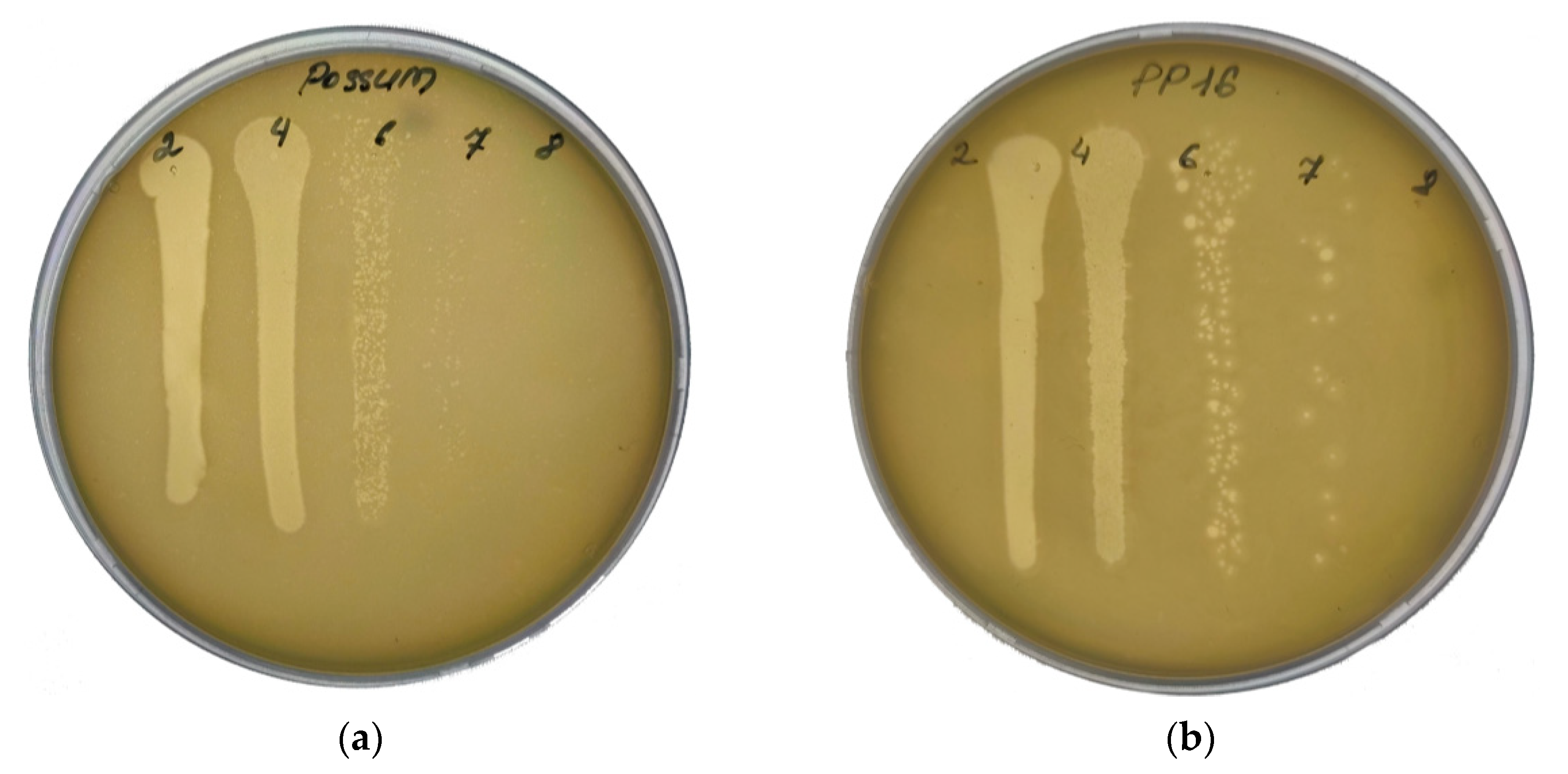 Viruses 13 01095 g001a