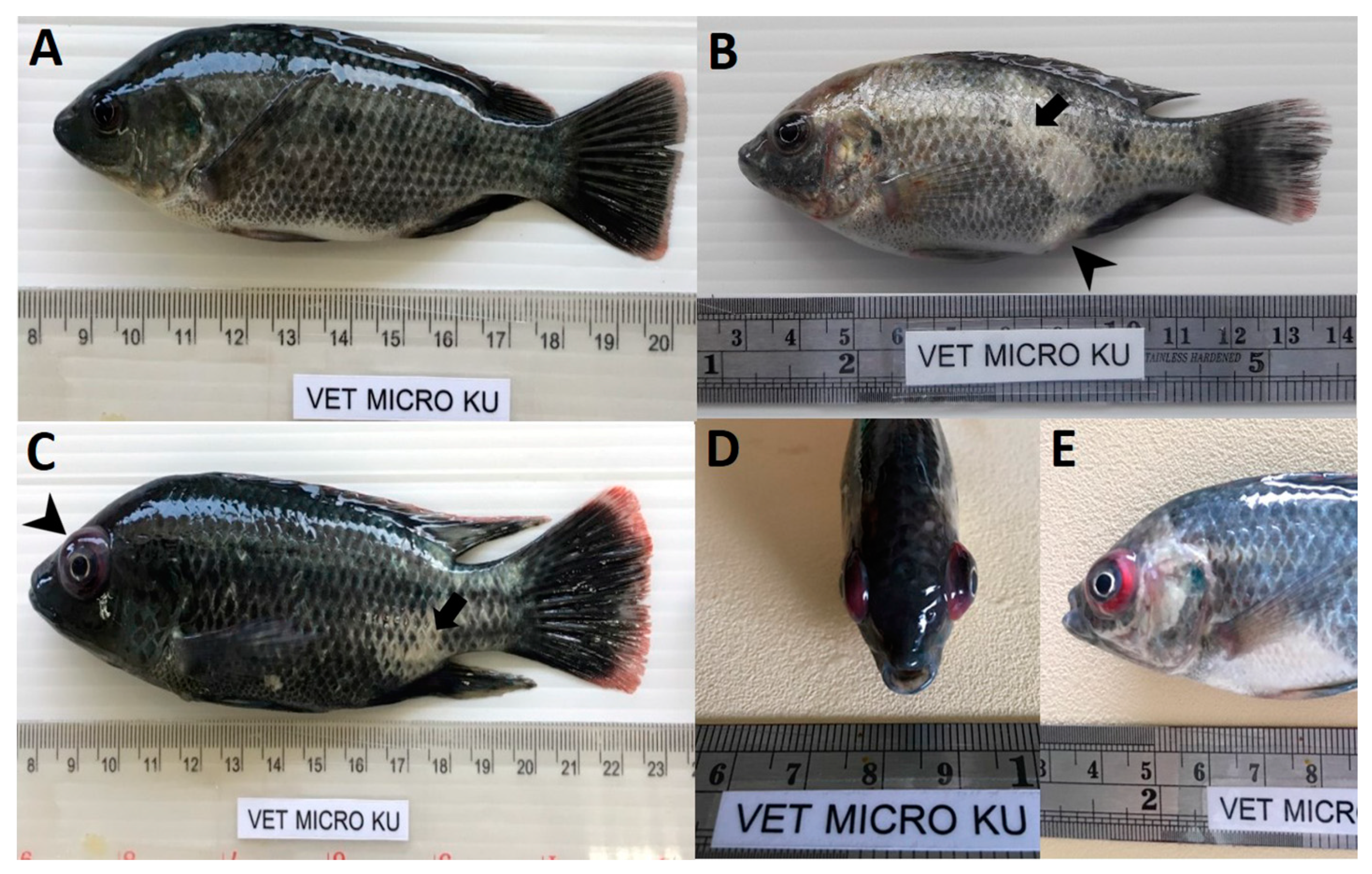 Viruses 13 01104 g002