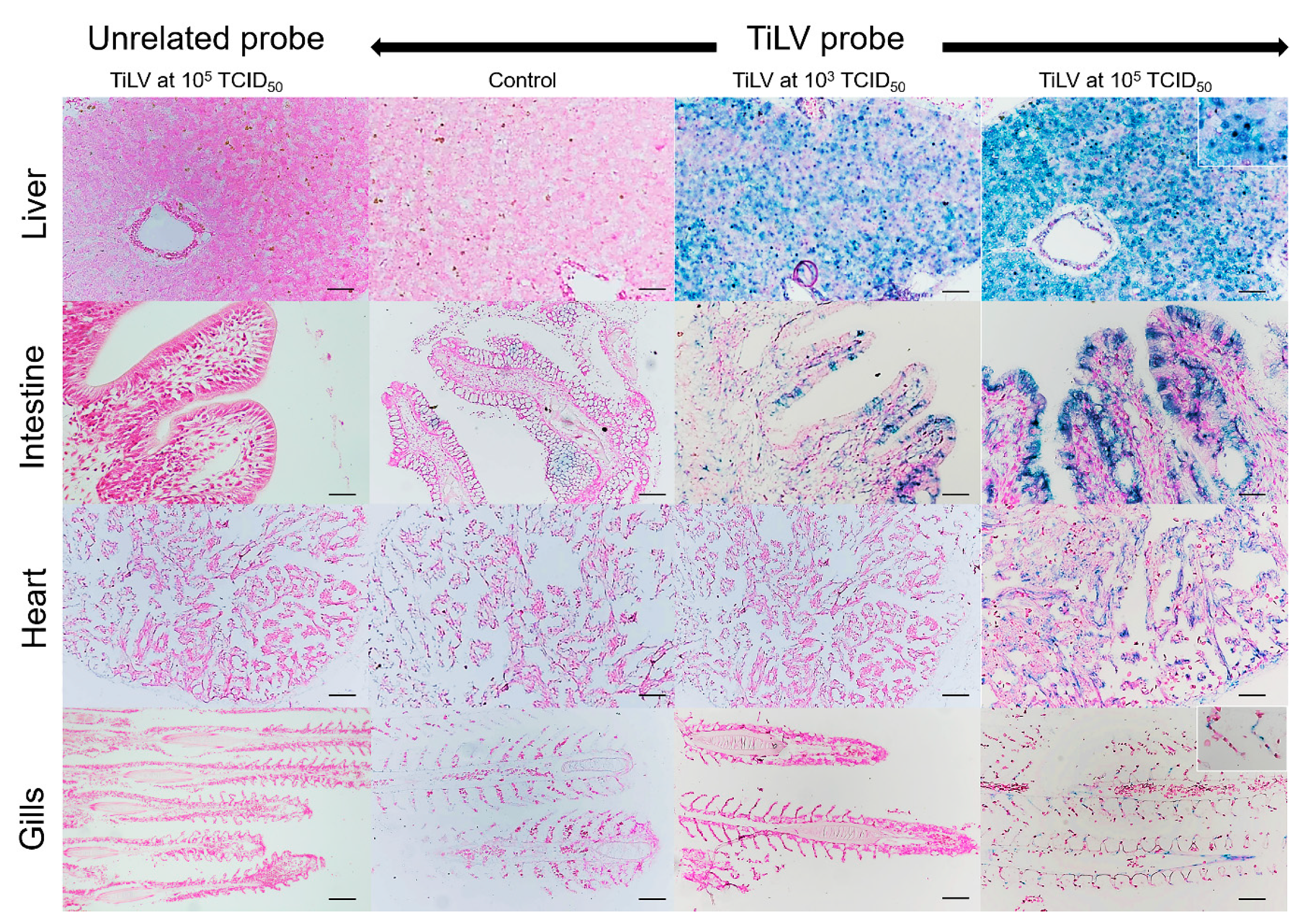Viruses 13 01104 g004
