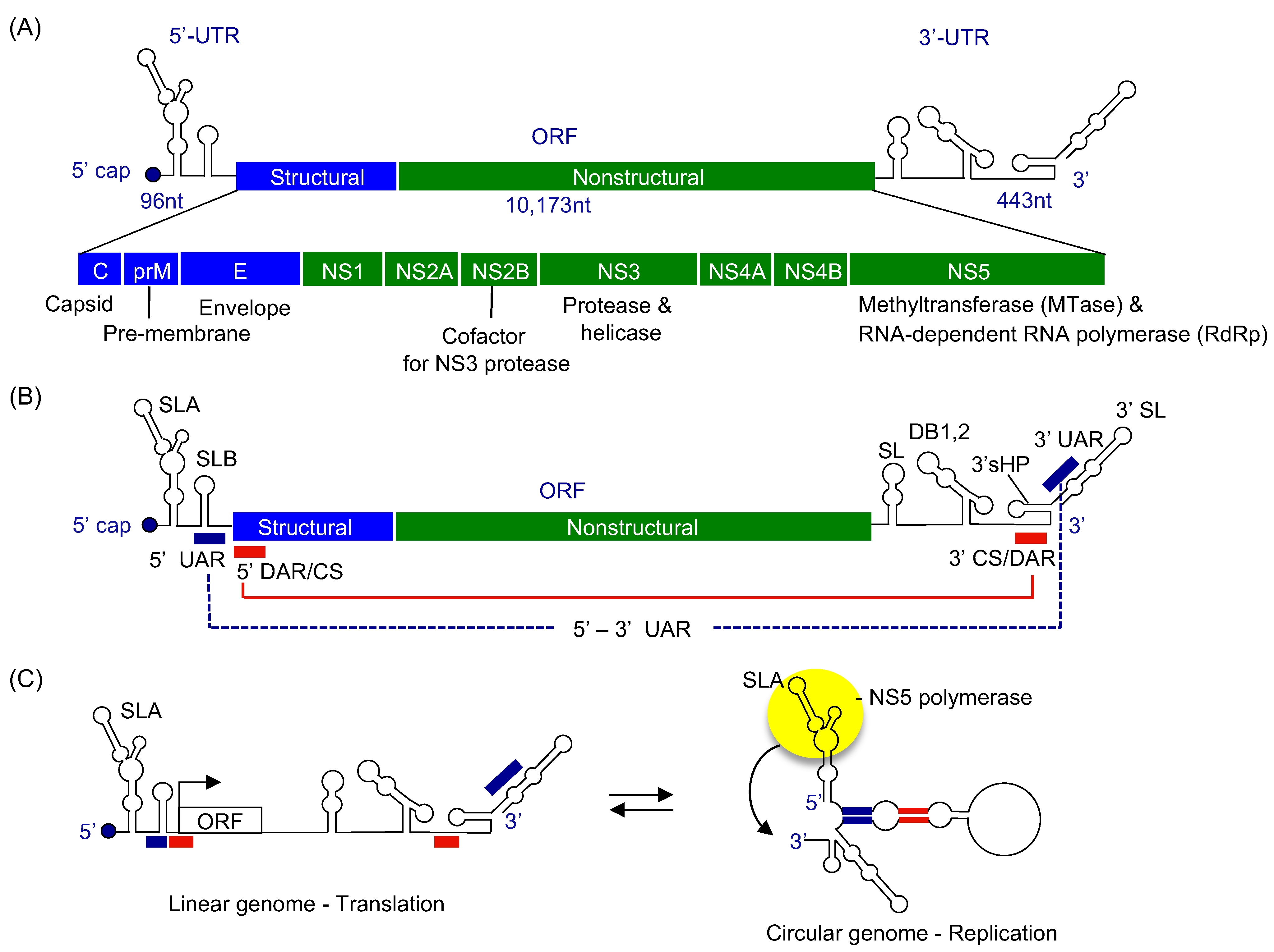 Viruses 13 01107 g001 Viruses 13 01107 g001