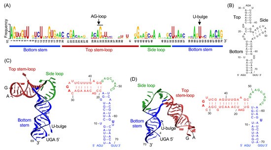 Viruses 13 01107 g003