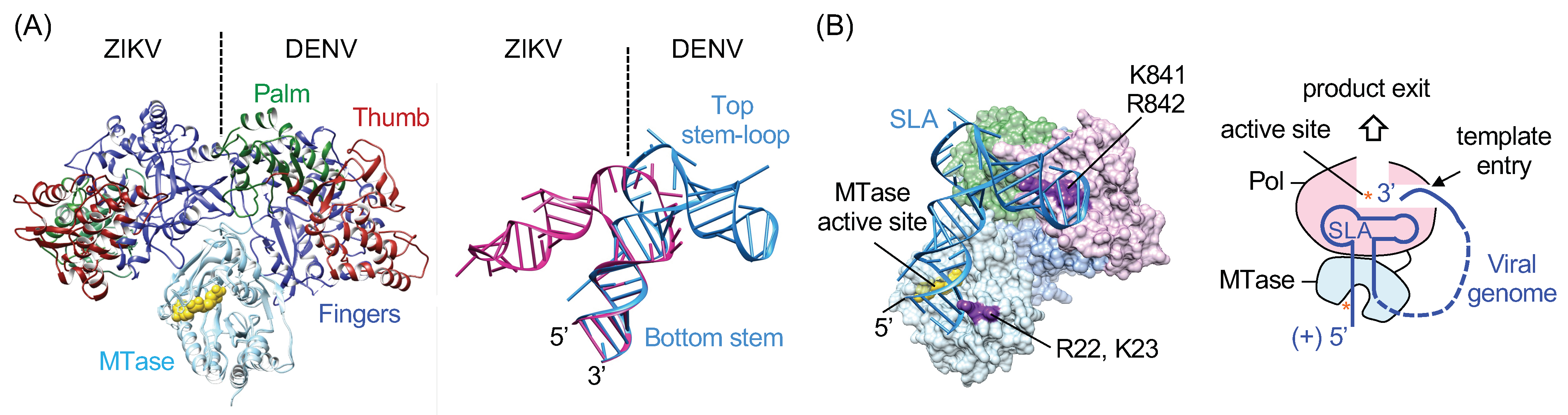 Viruses 13 01107 g004 Viruses 13 01107 g004