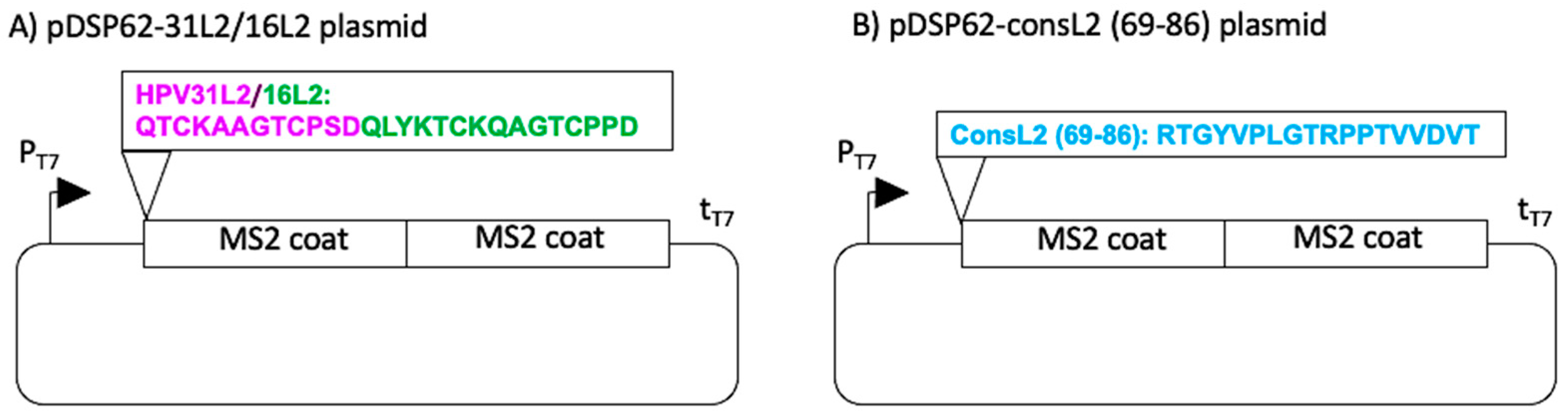 Viruses 13 01113 g001 Viruses 13 01113 g001
