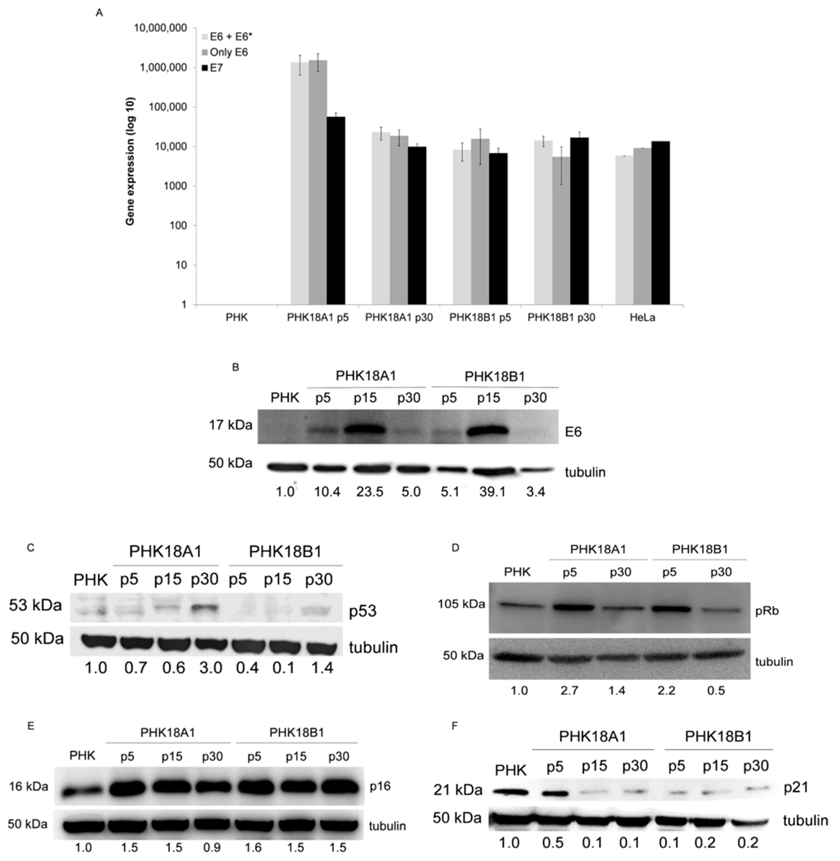 Viruses 13 01114 g002
