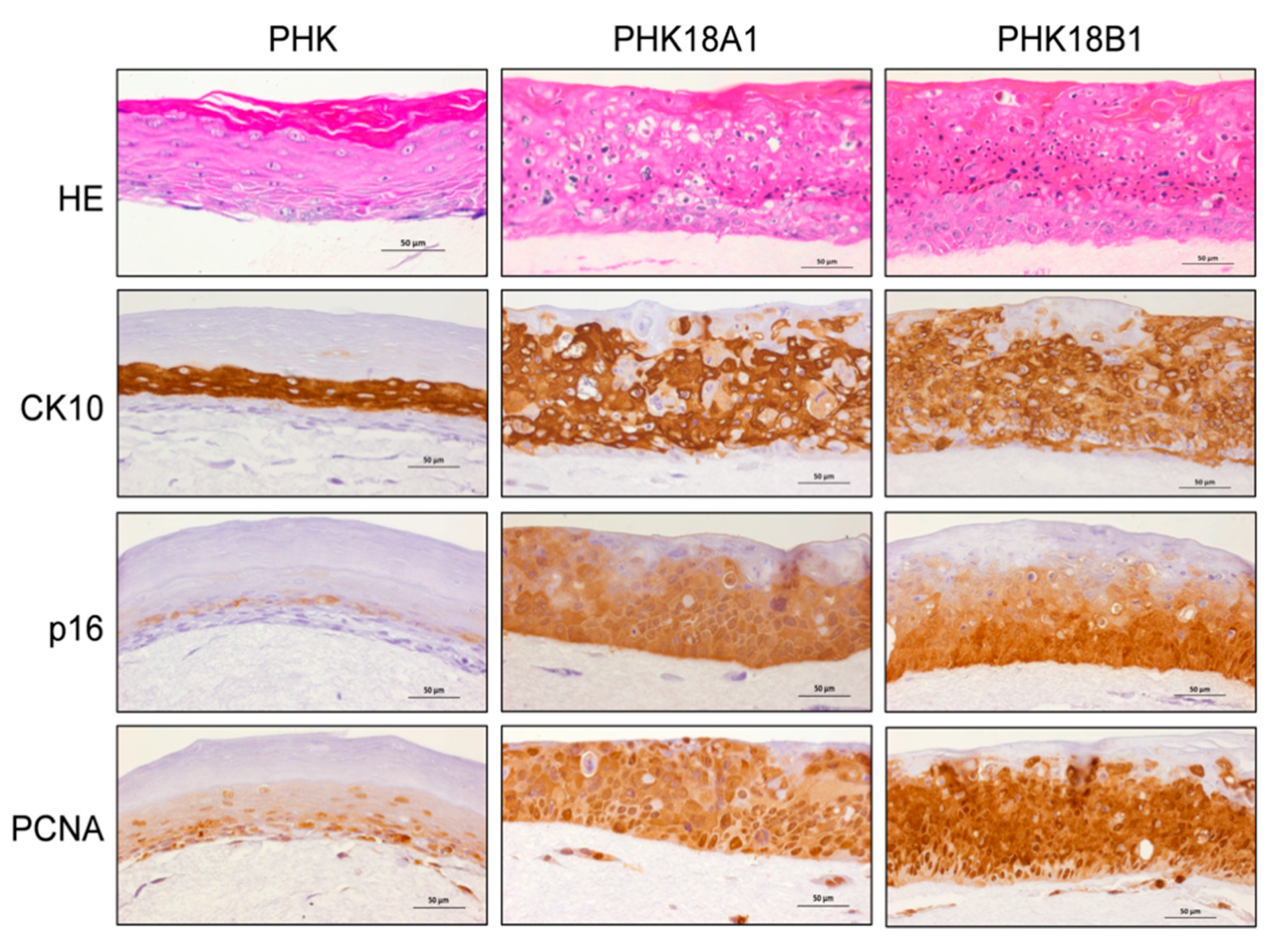 Viruses 13 01114 g006