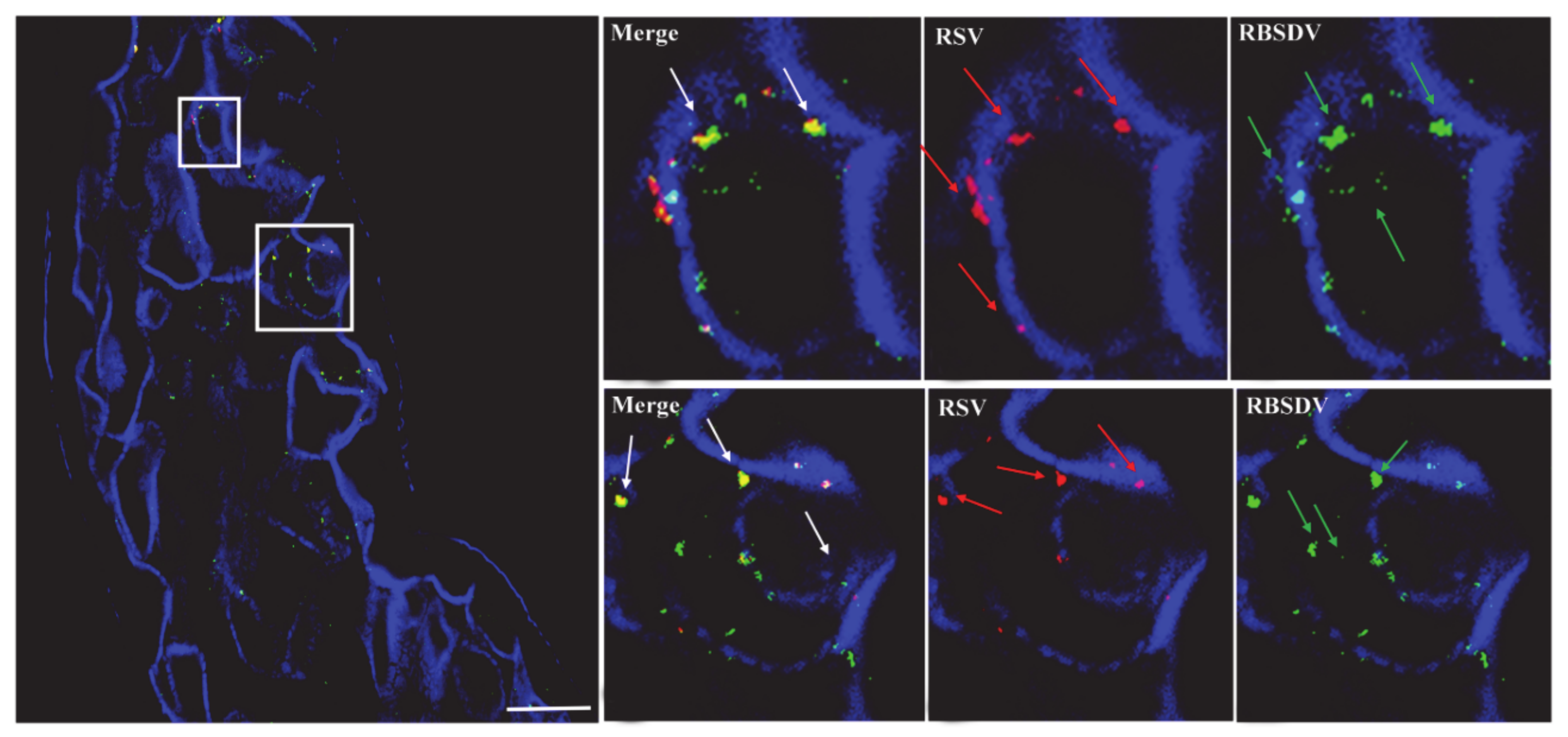 Viruses 13 01121 g002