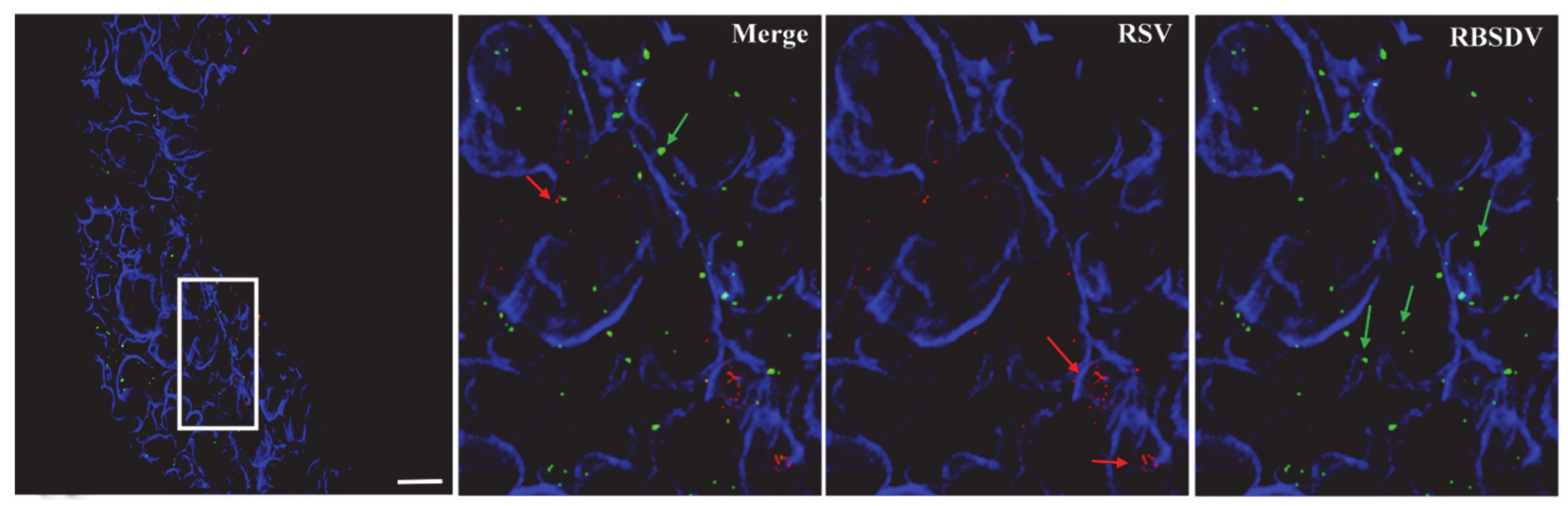Viruses 13 01121 g003