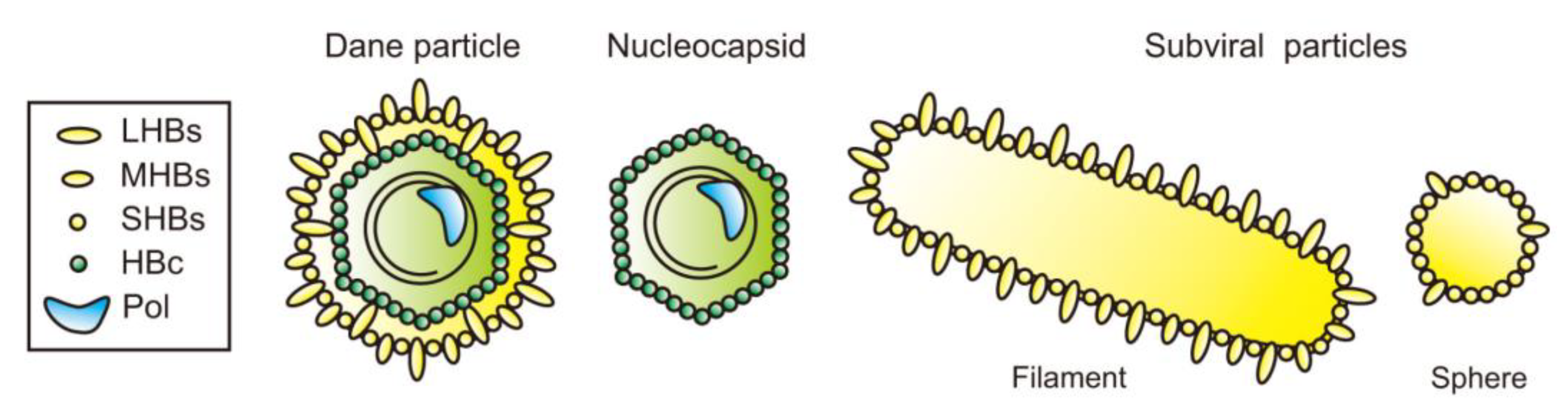 Viruses 13 01124 g001