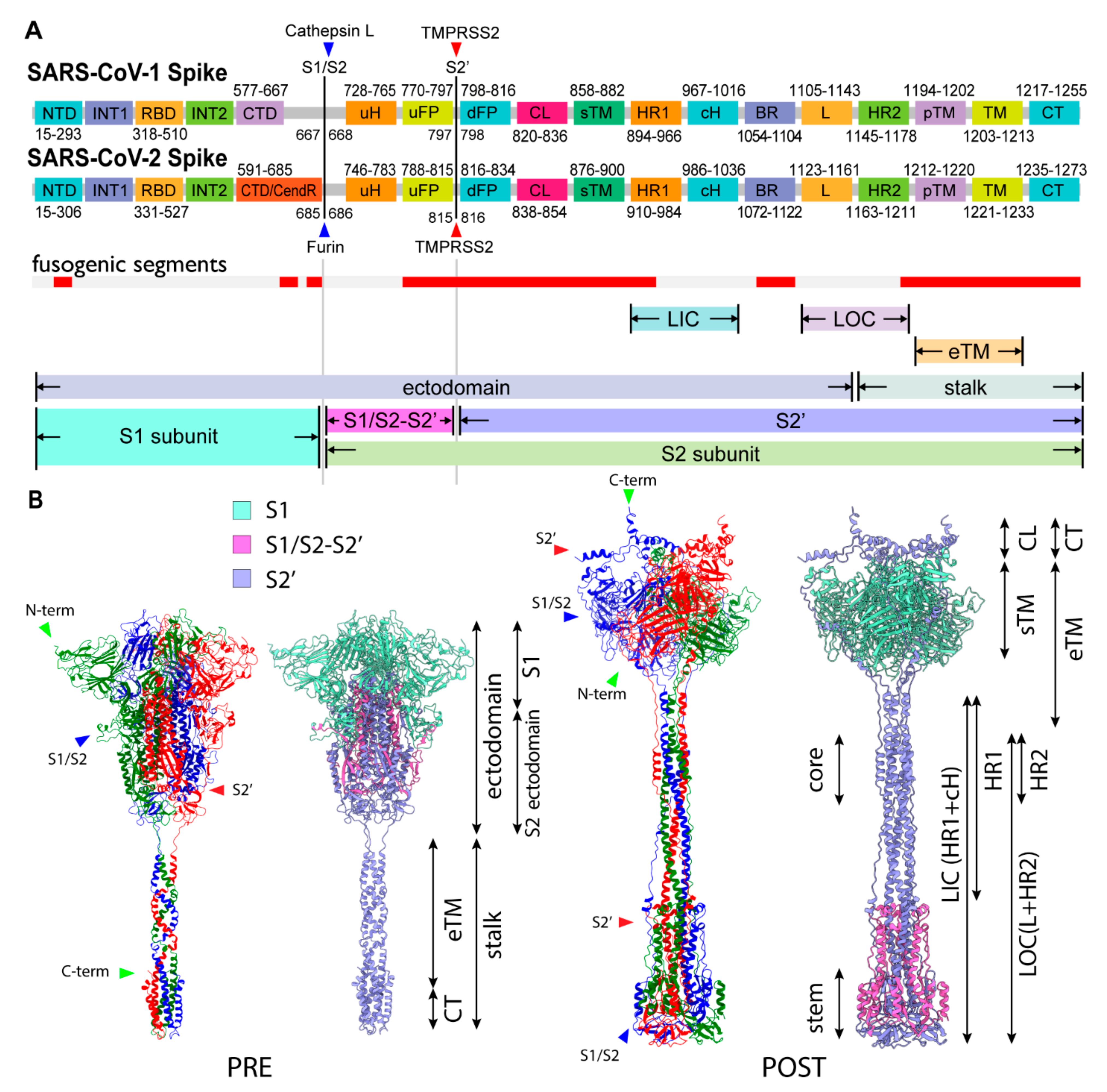 Viruses 13 01126 g001