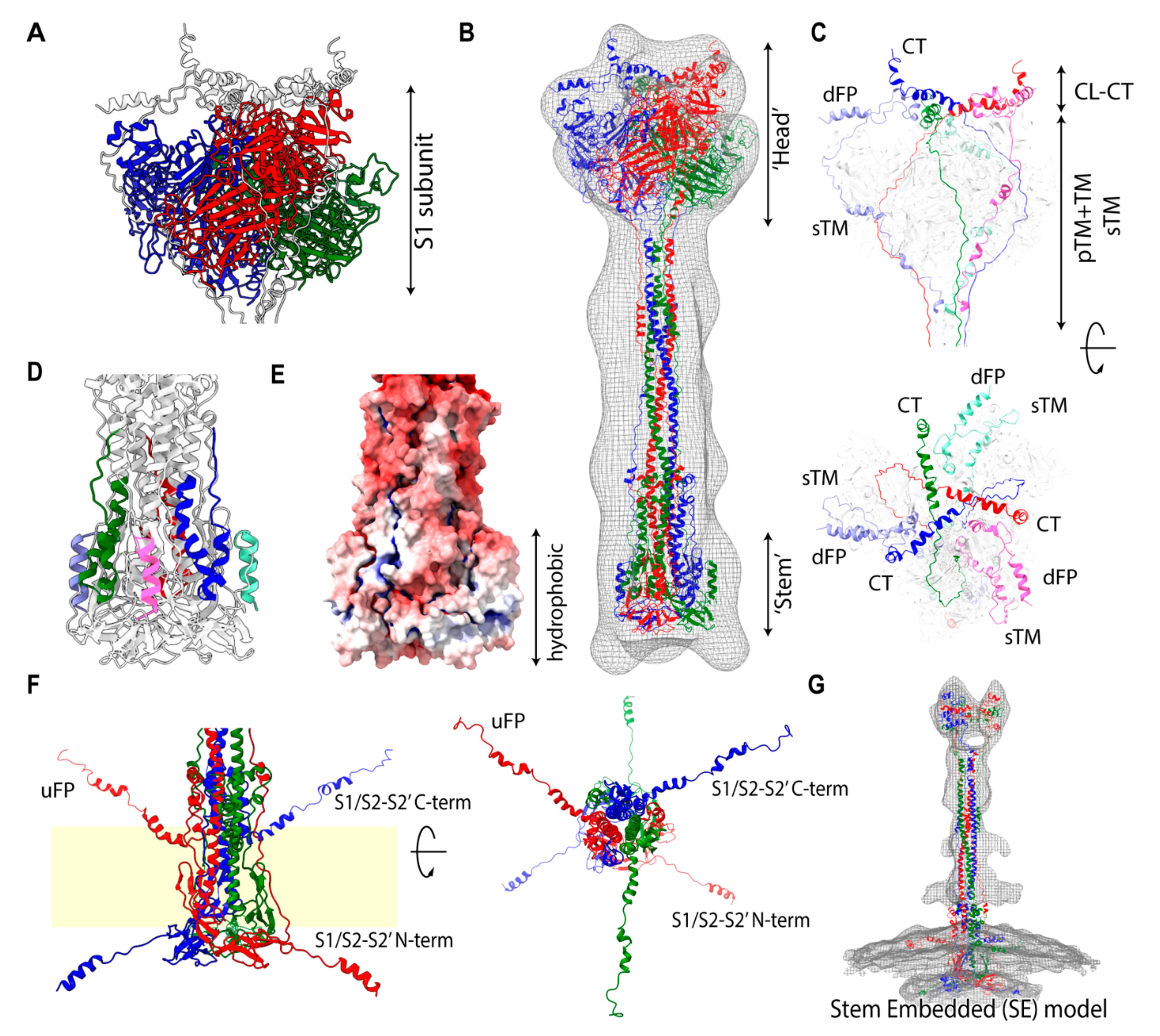 Viruses 13 01126 g003