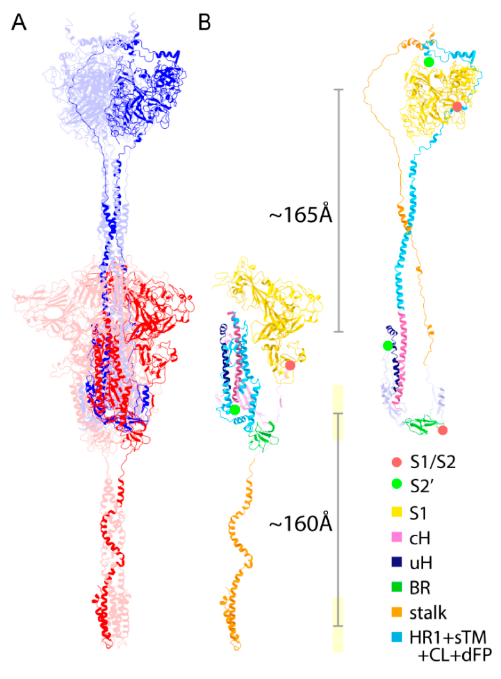 Viruses 13 01126 g004