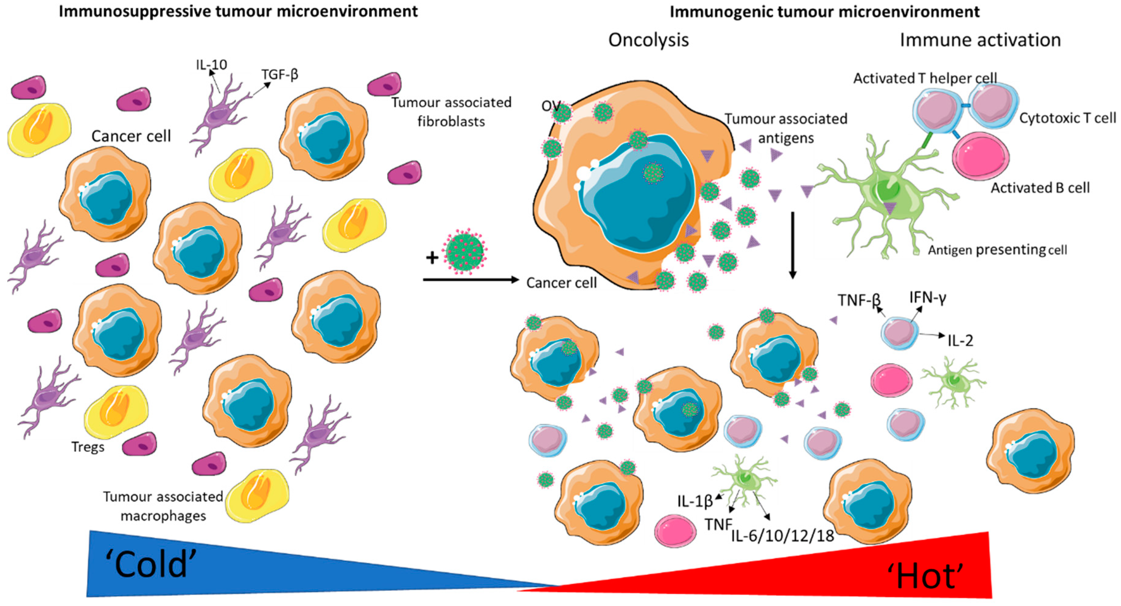 Viruses 13 01128 g001