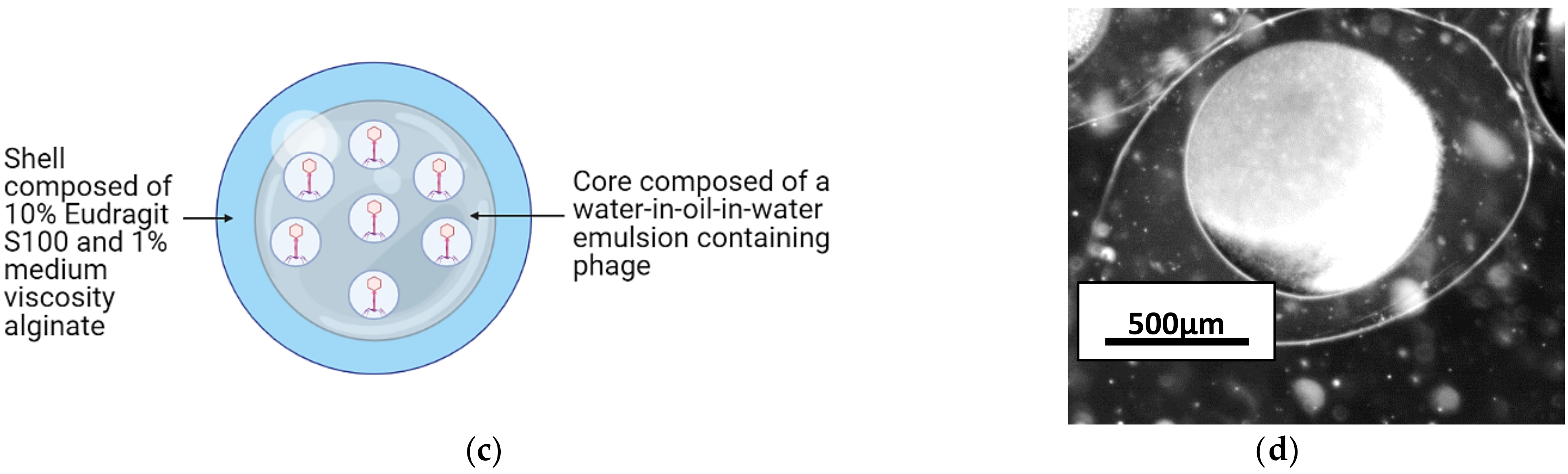 Viruses 13 01131 g001b