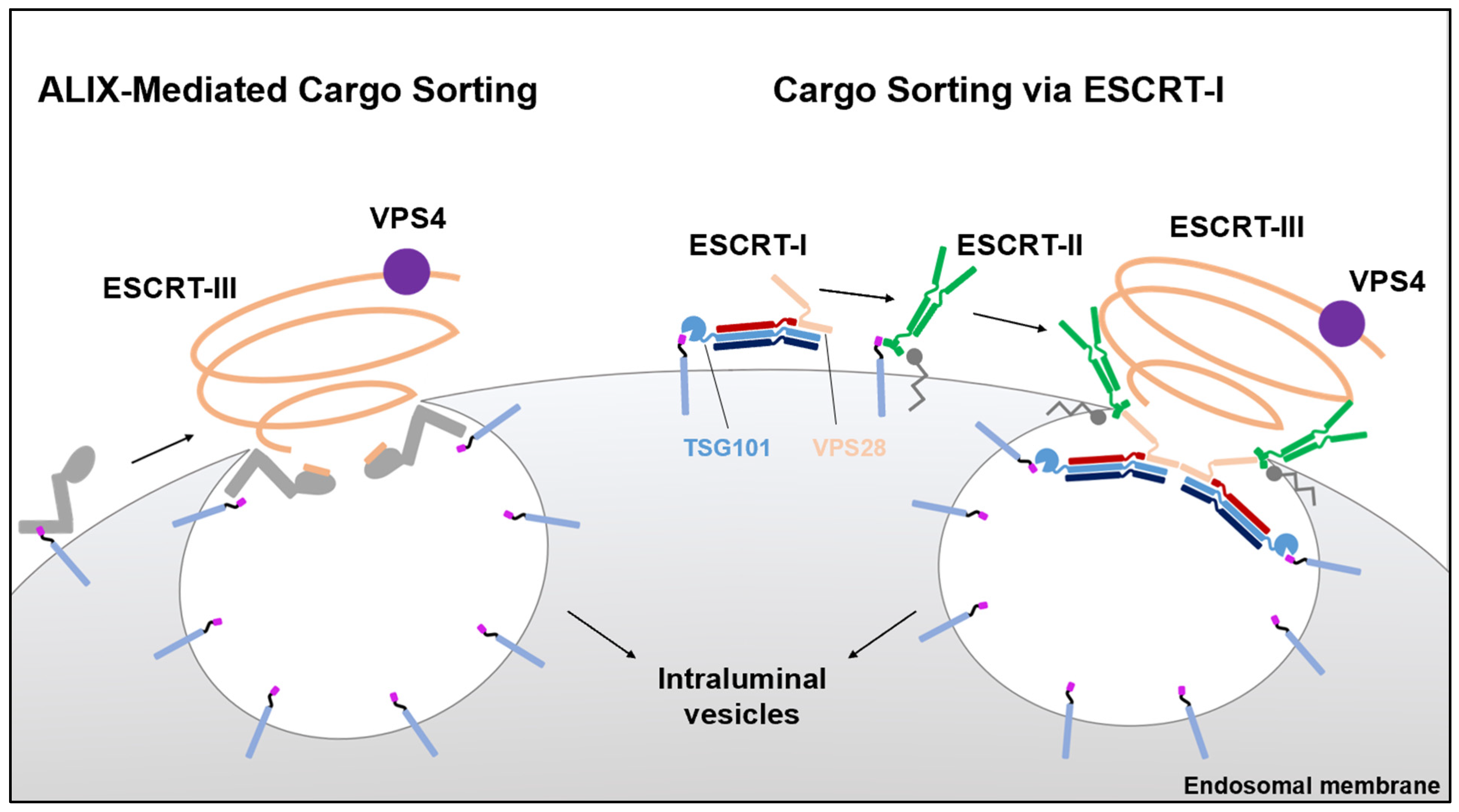 Viruses 13 01138 g001 Viruses 13 01138 g001