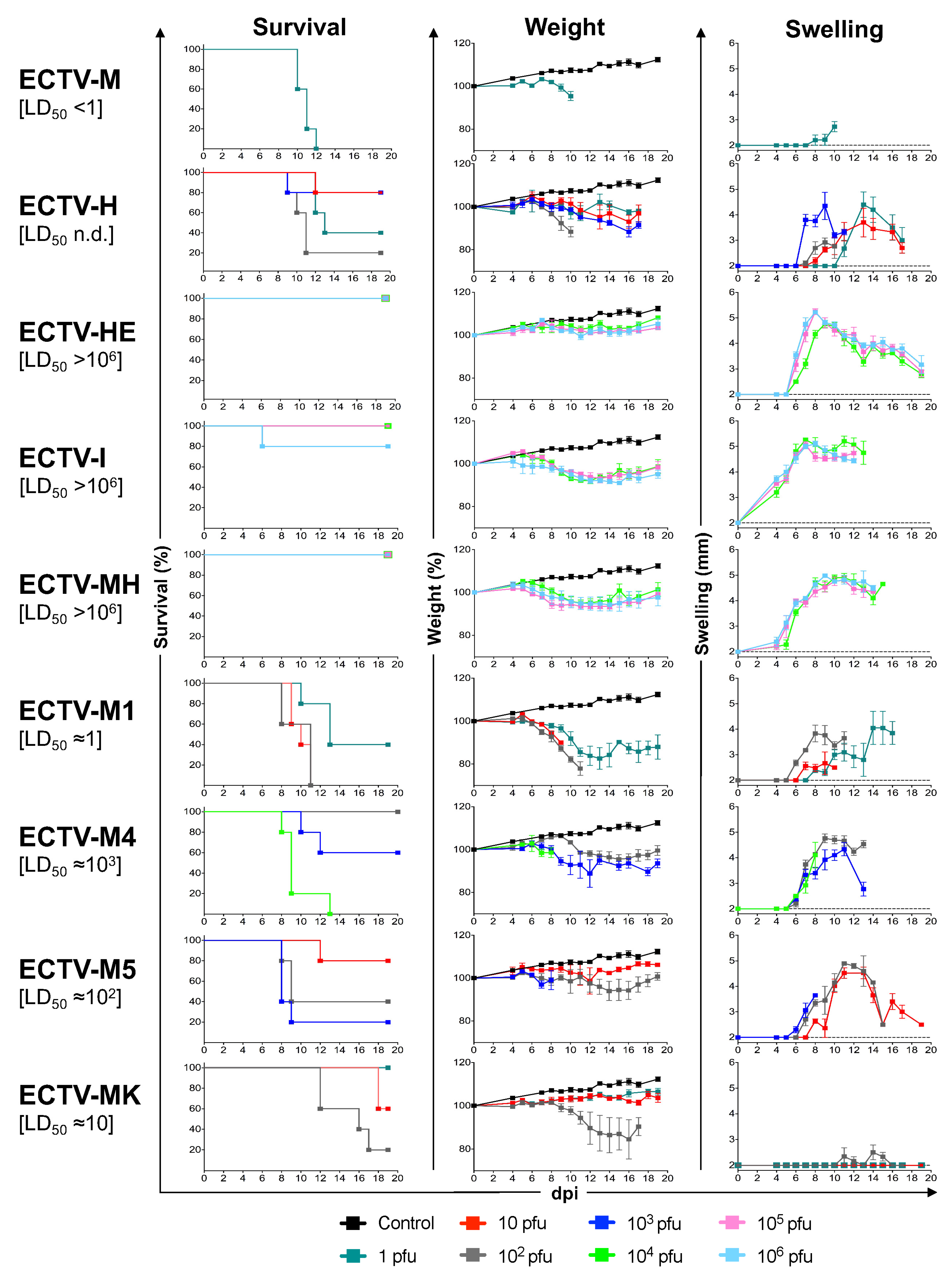 Viruses 13 01146 g001