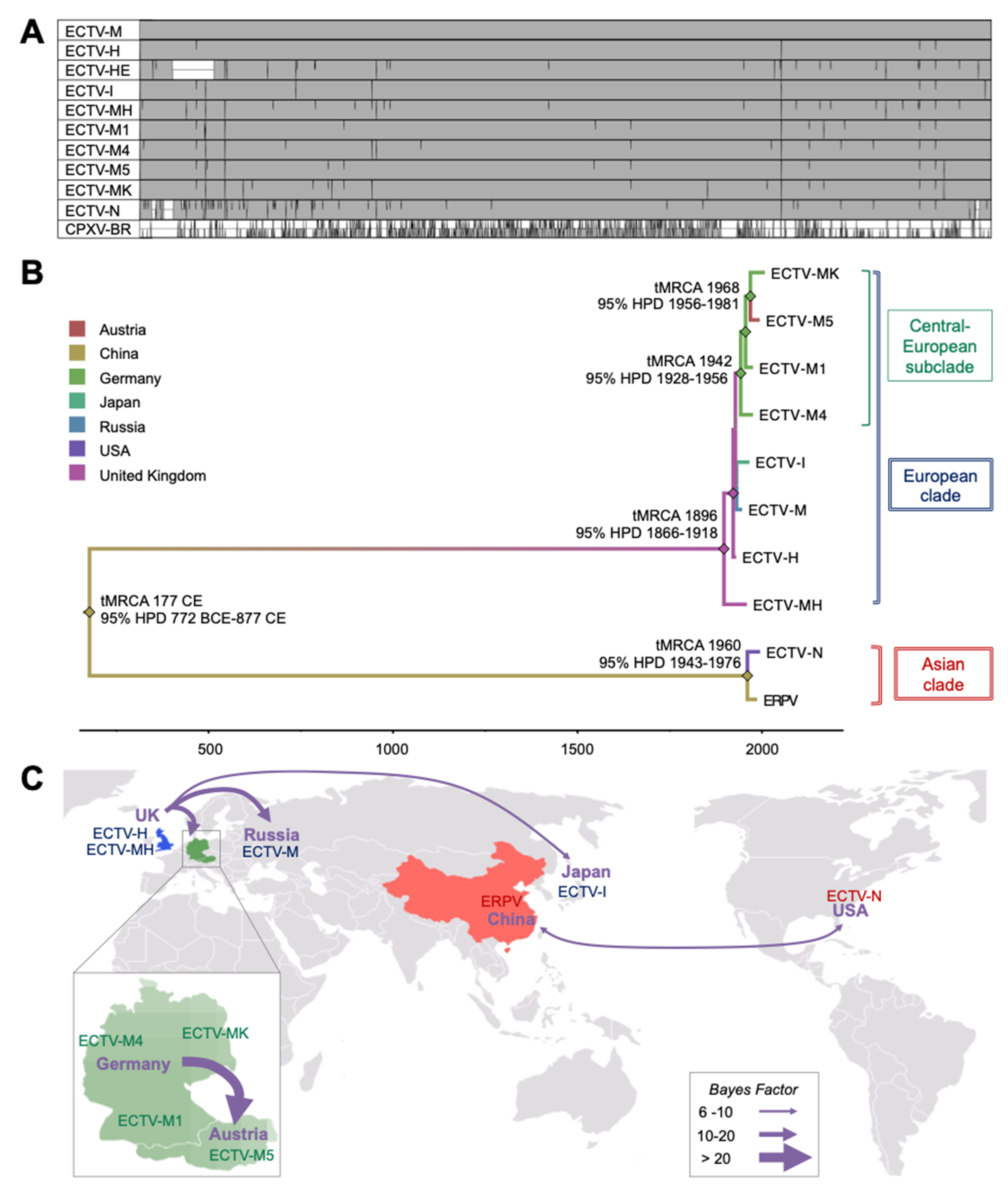 Viruses 13 01146 g003