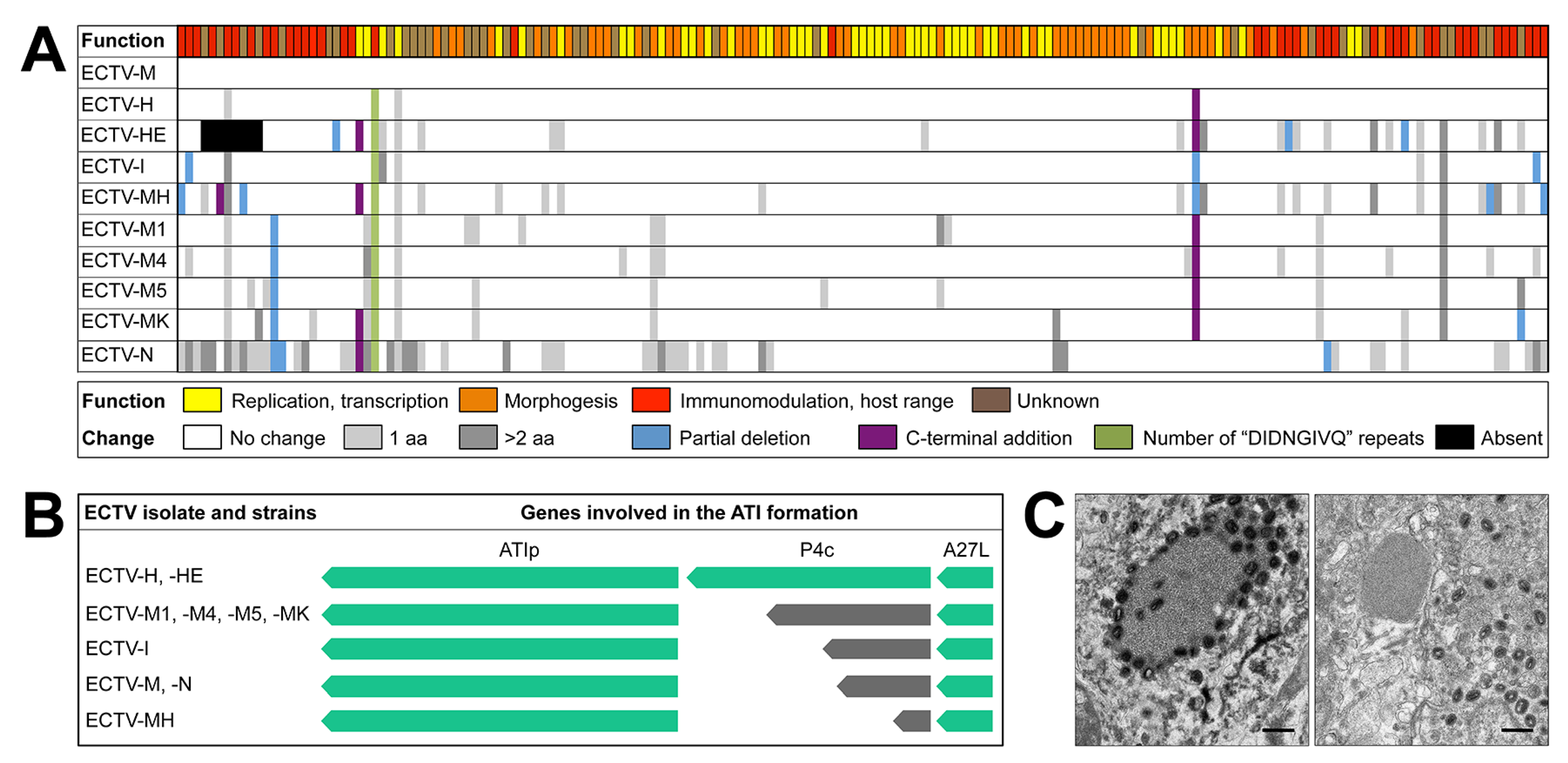 Viruses 13 01146 g005