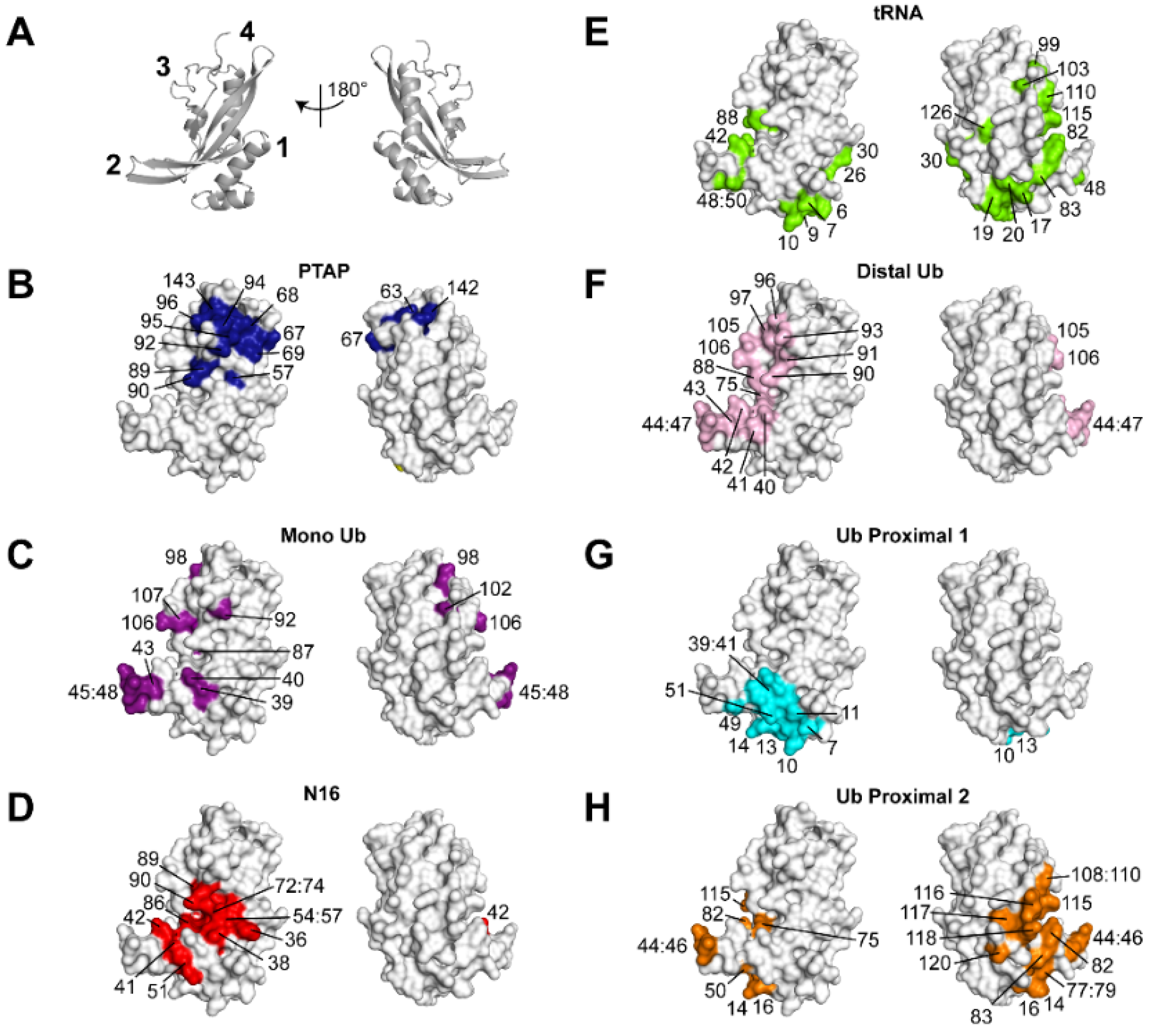 Viruses 13 01147 g001 Viruses 13 01147 g001