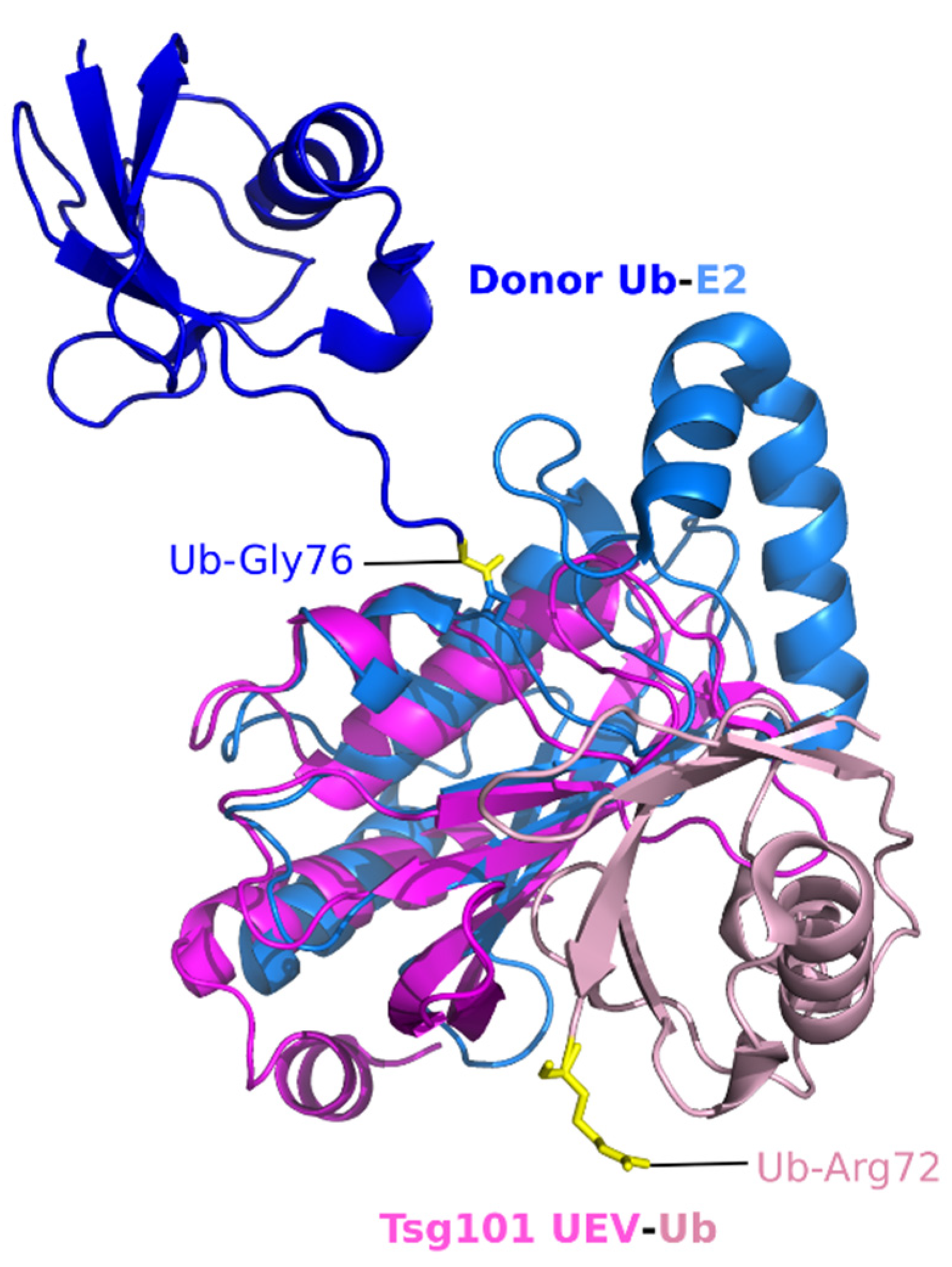 Viruses 13 01147 g002 Viruses 13 01147 g002