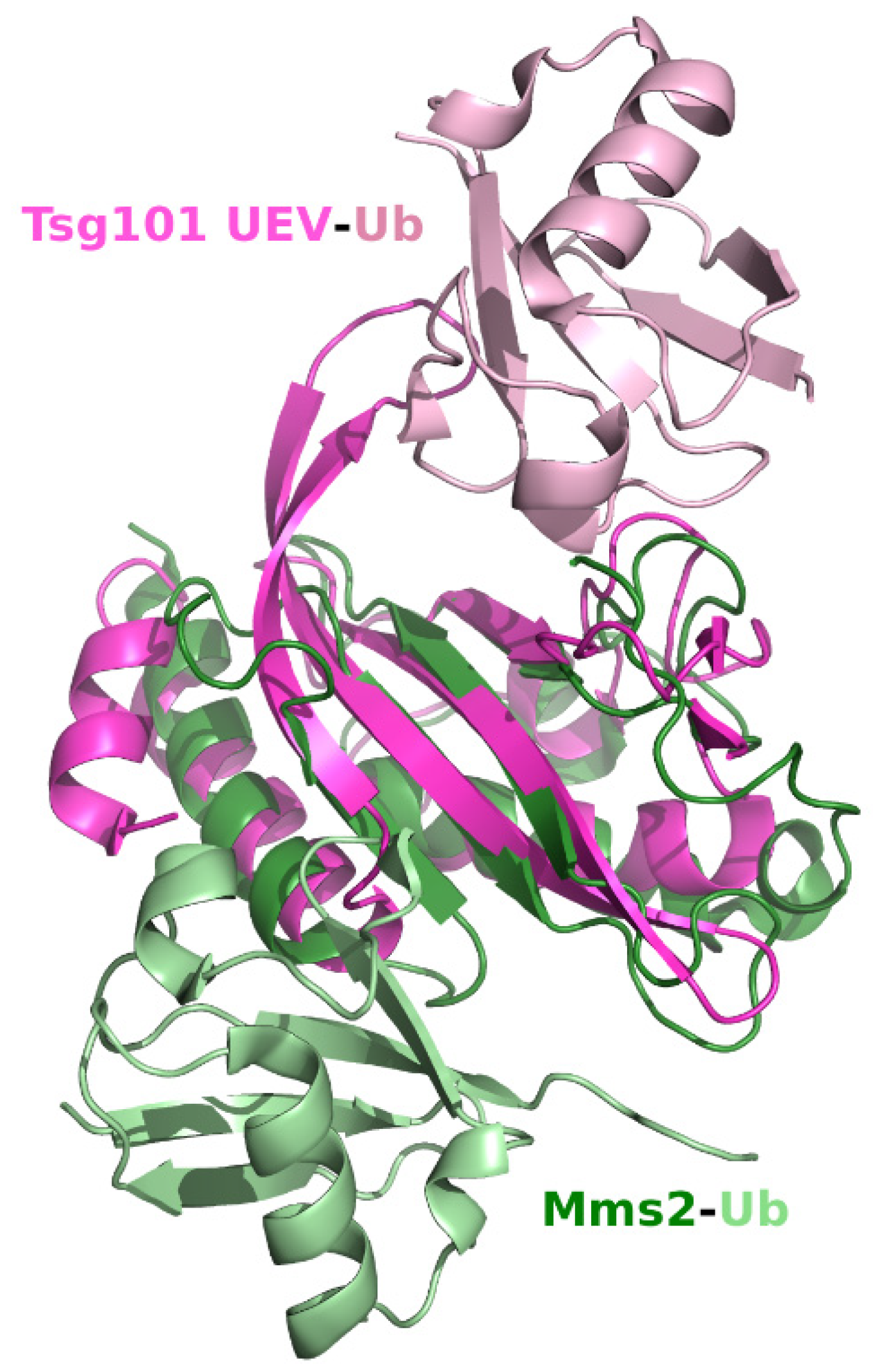 Viruses 13 01147 g003 Viruses 13 01147 g003