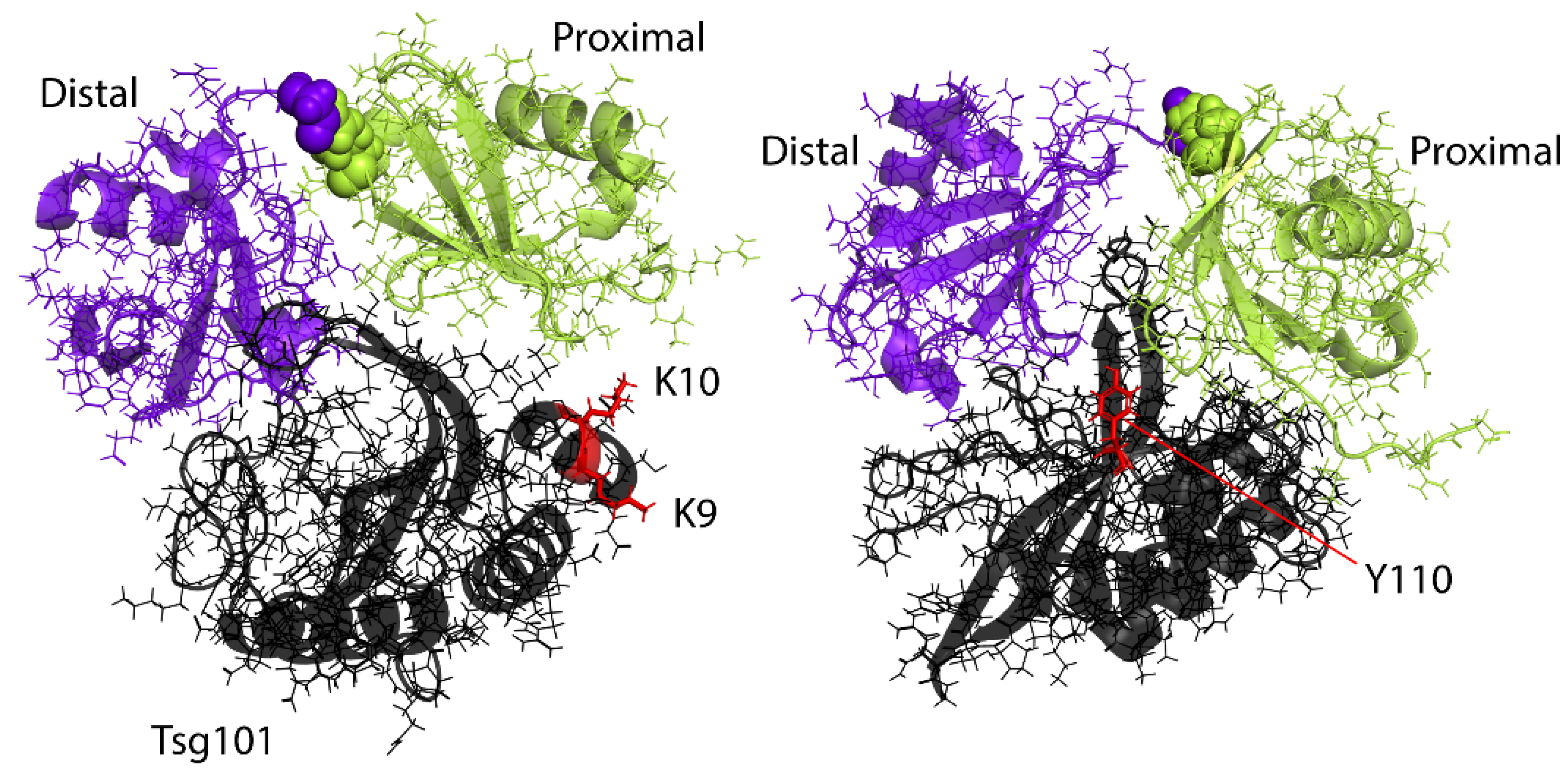 Viruses 13 01147 g005 Viruses 13 01147 g005
