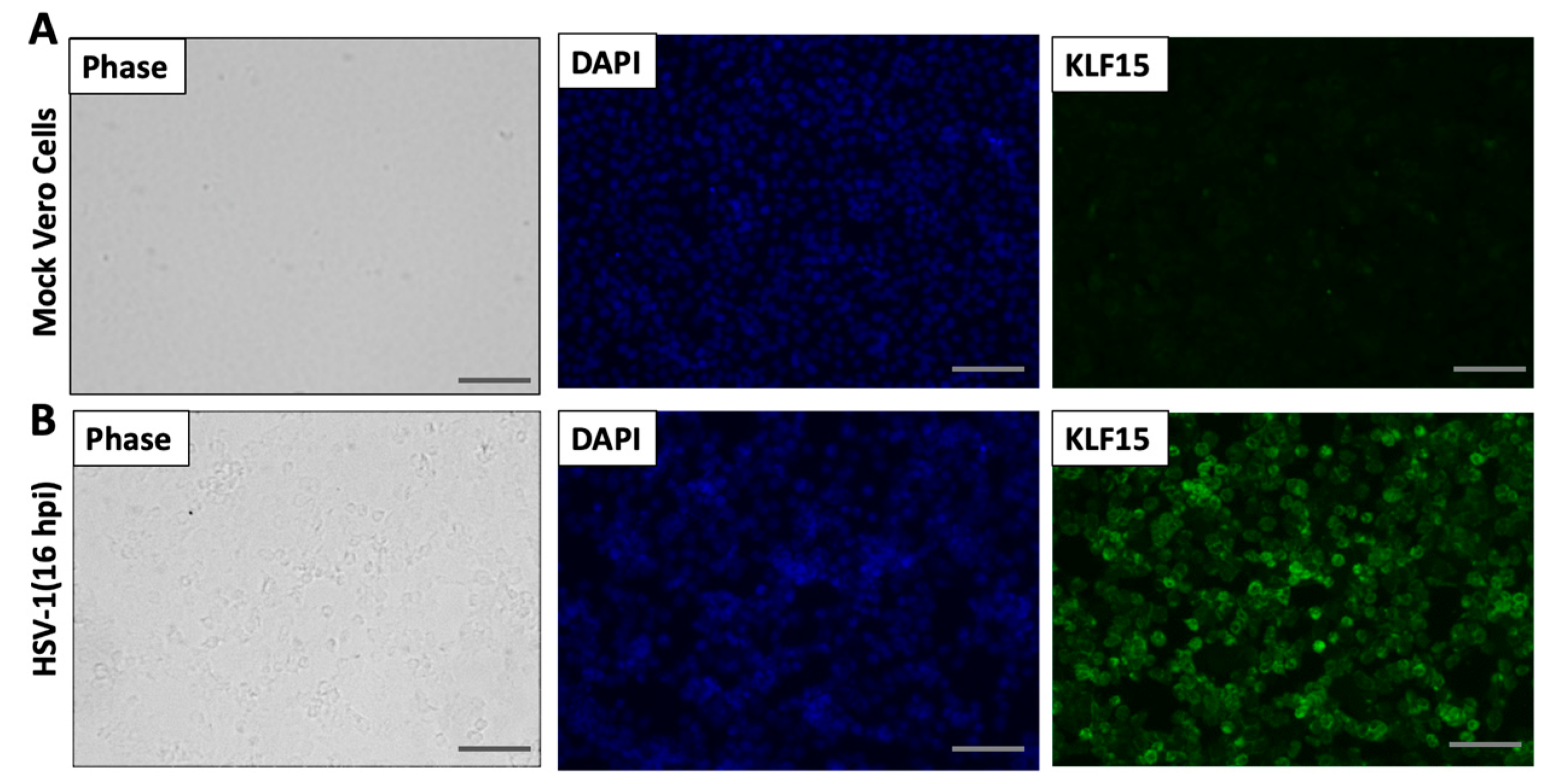 Viruses 13 01148 g003