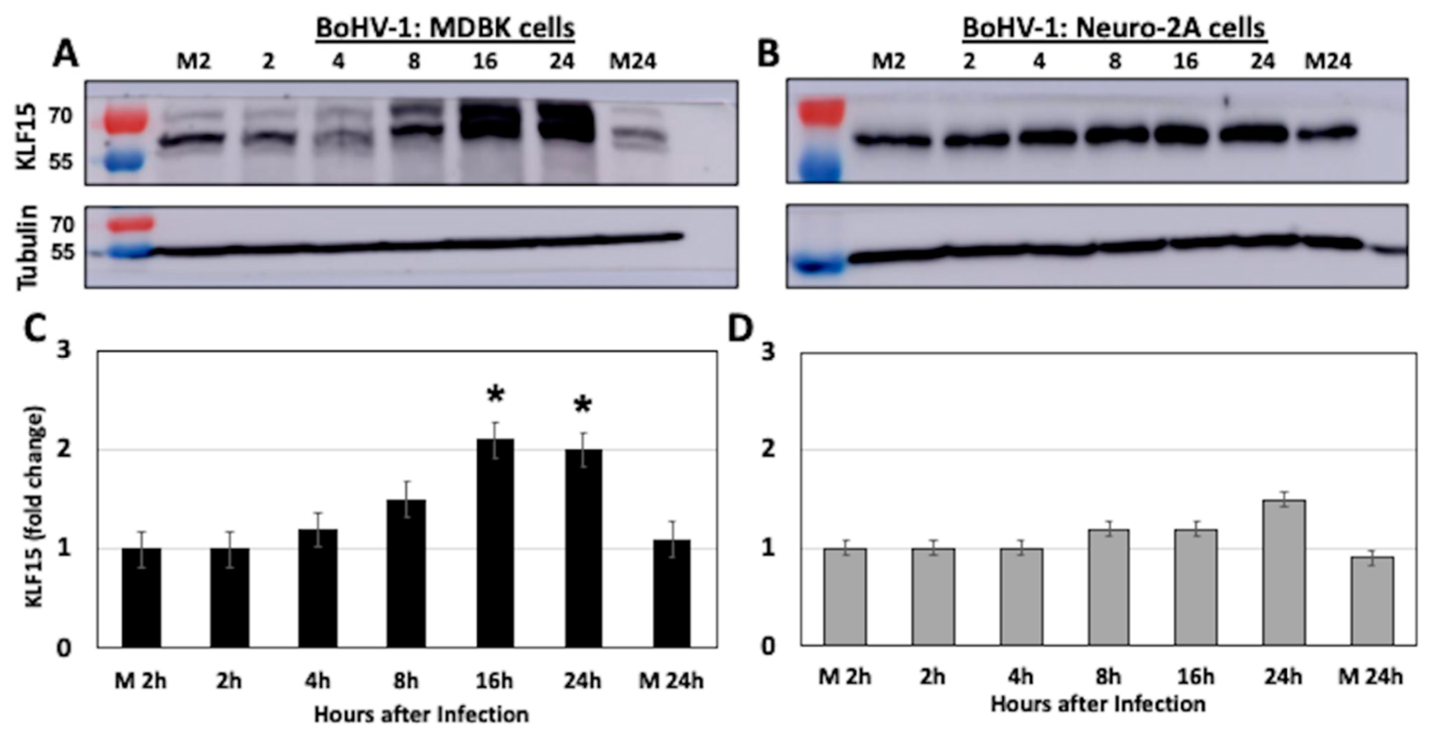 Viruses 13 01148 g004