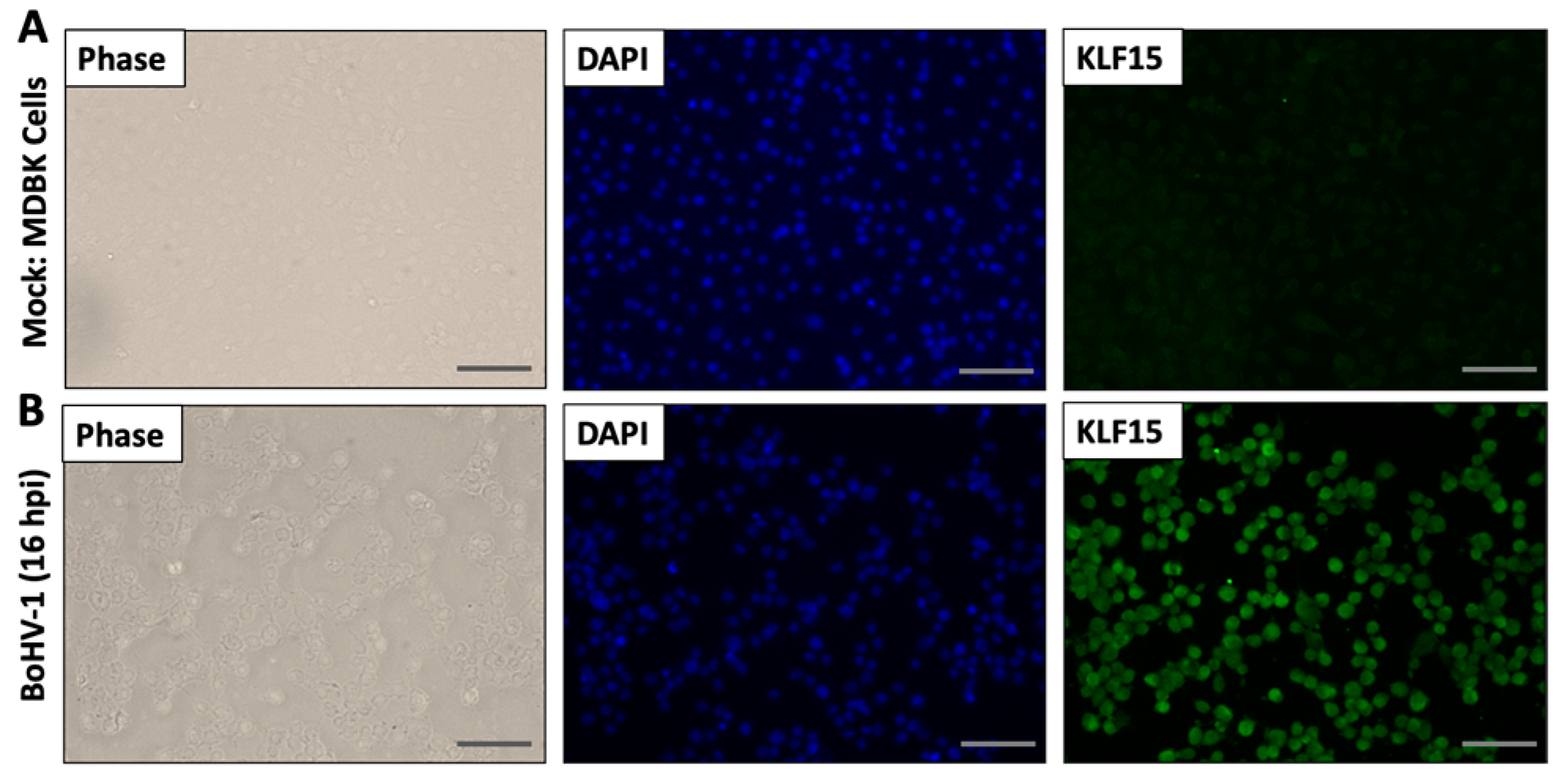 Viruses 13 01148 g005