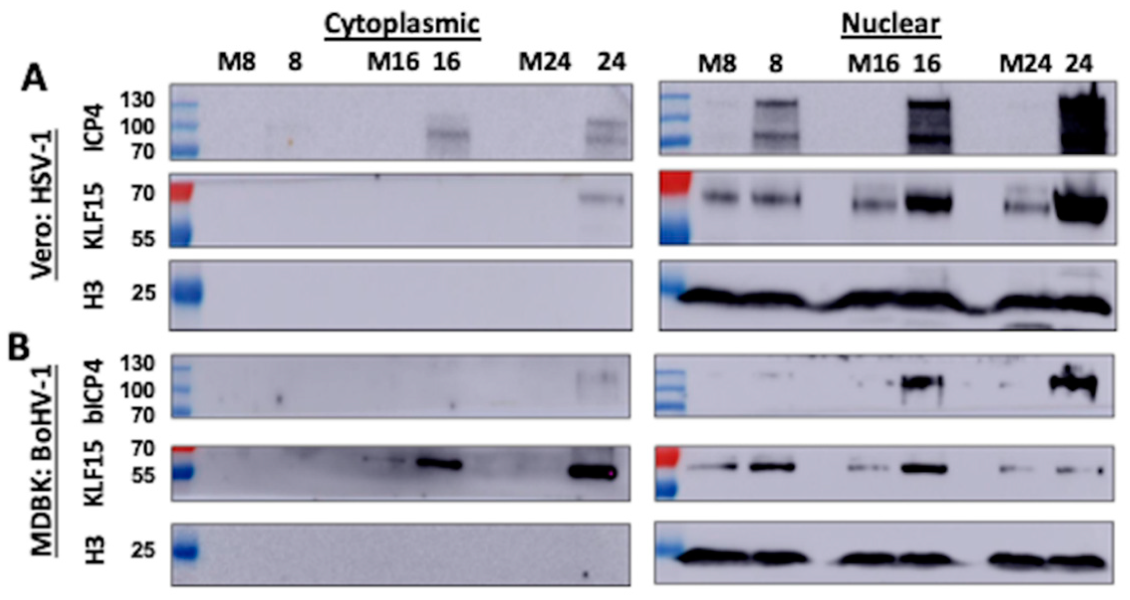 Viruses 13 01148 g006