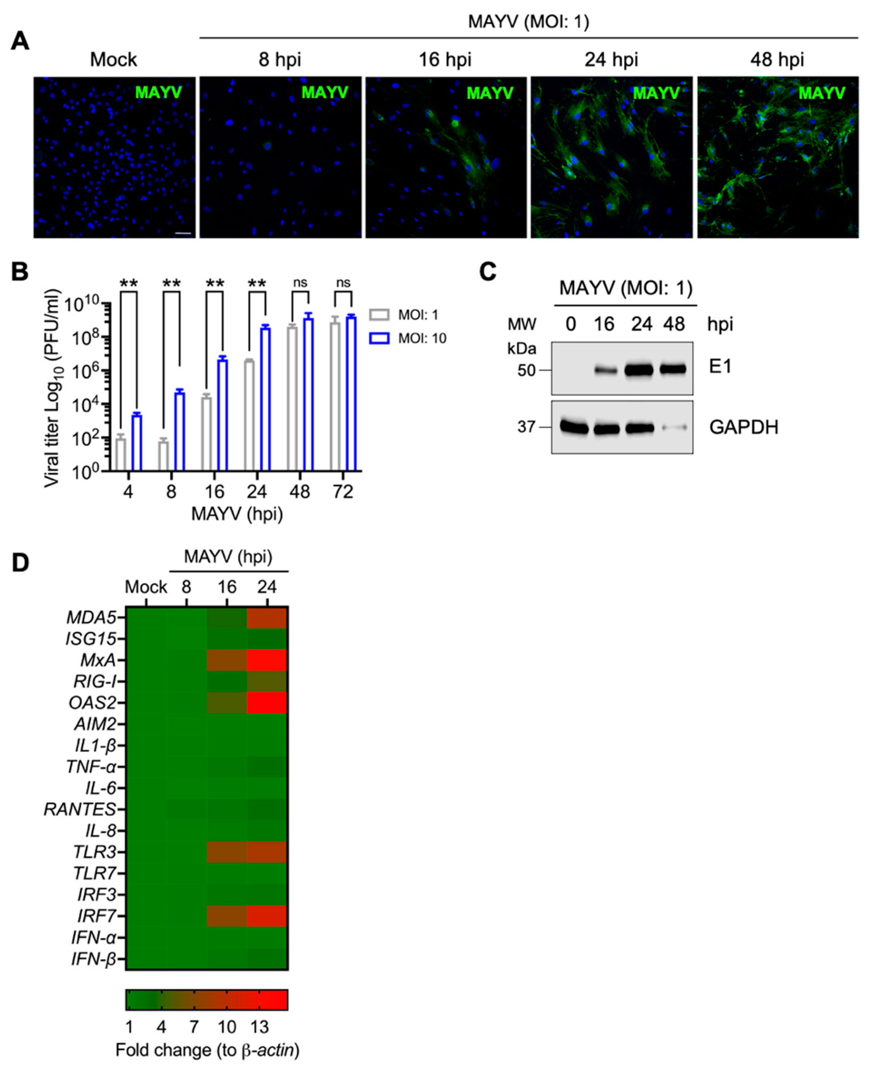 Viruses 13 01156 g001