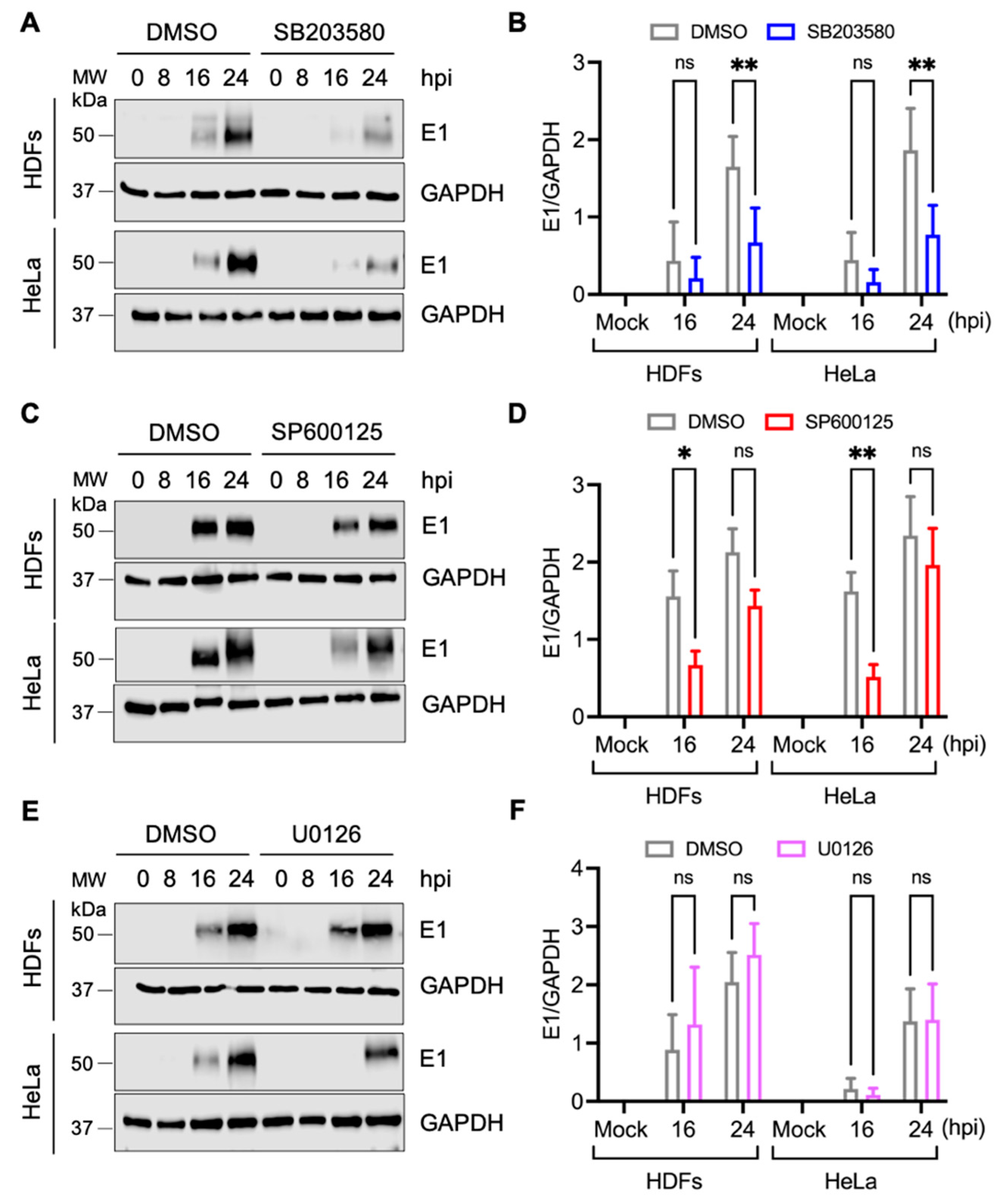 Viruses 13 01156 g005