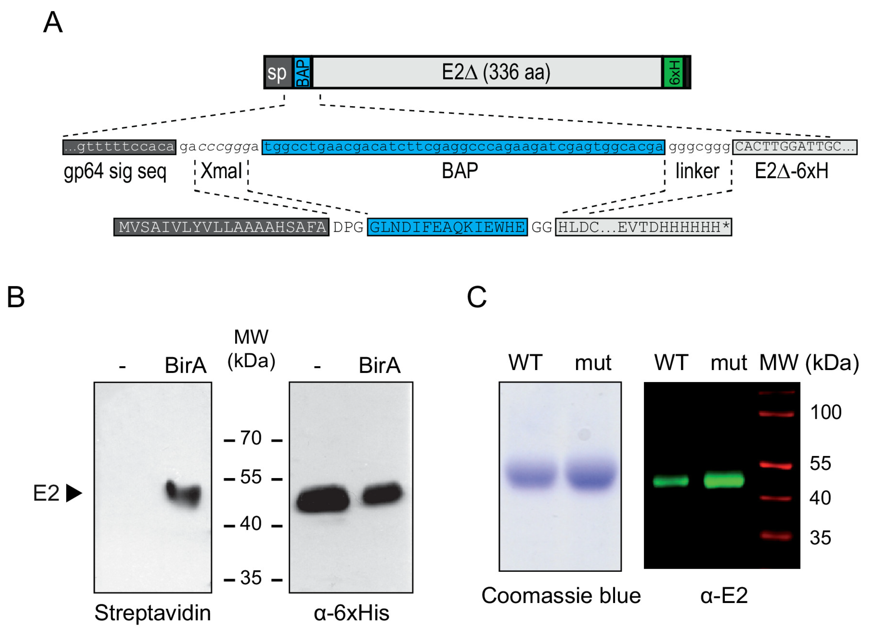 Viruses 13 01157 g002