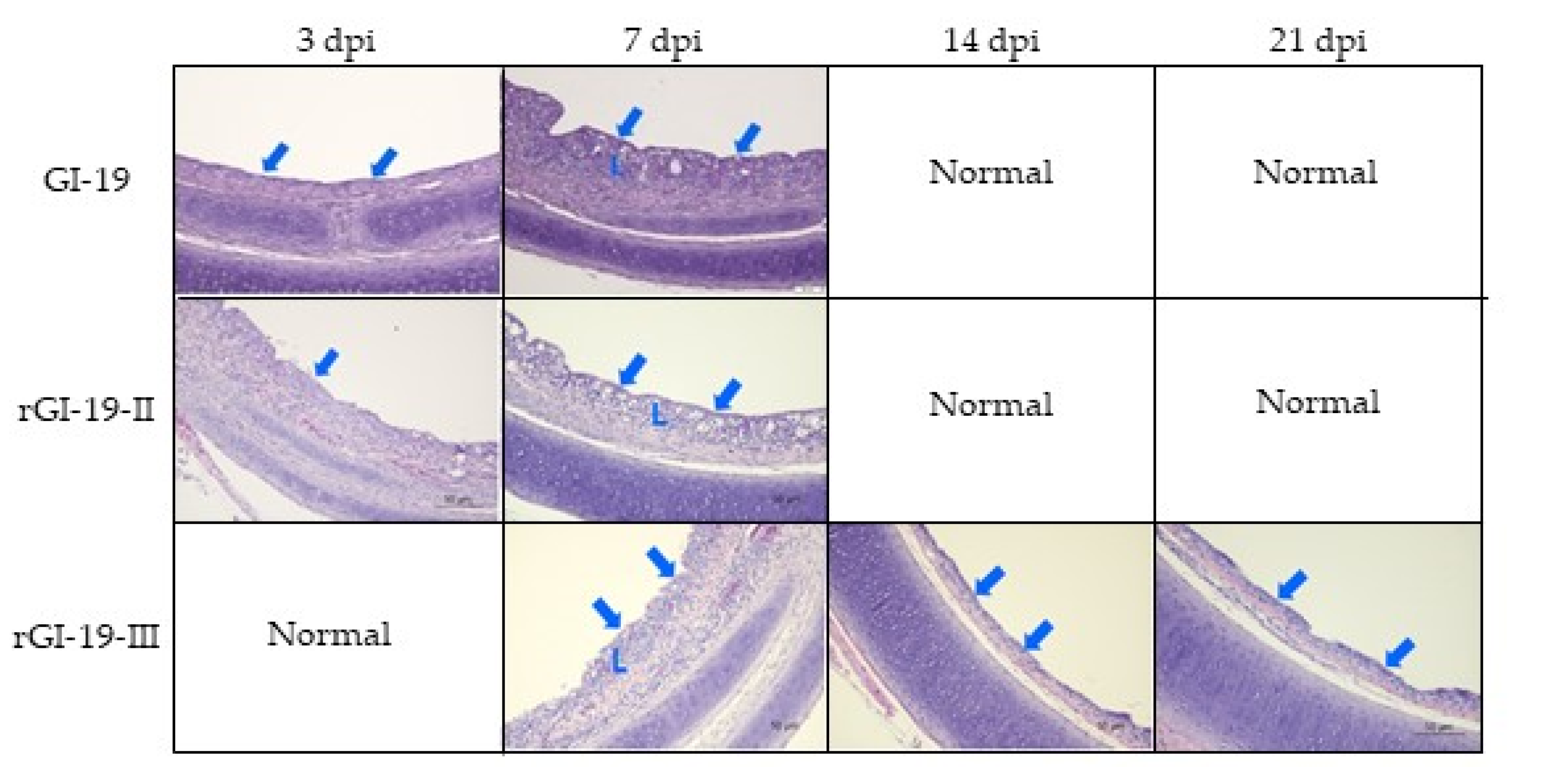 Viruses 13 01163 g004