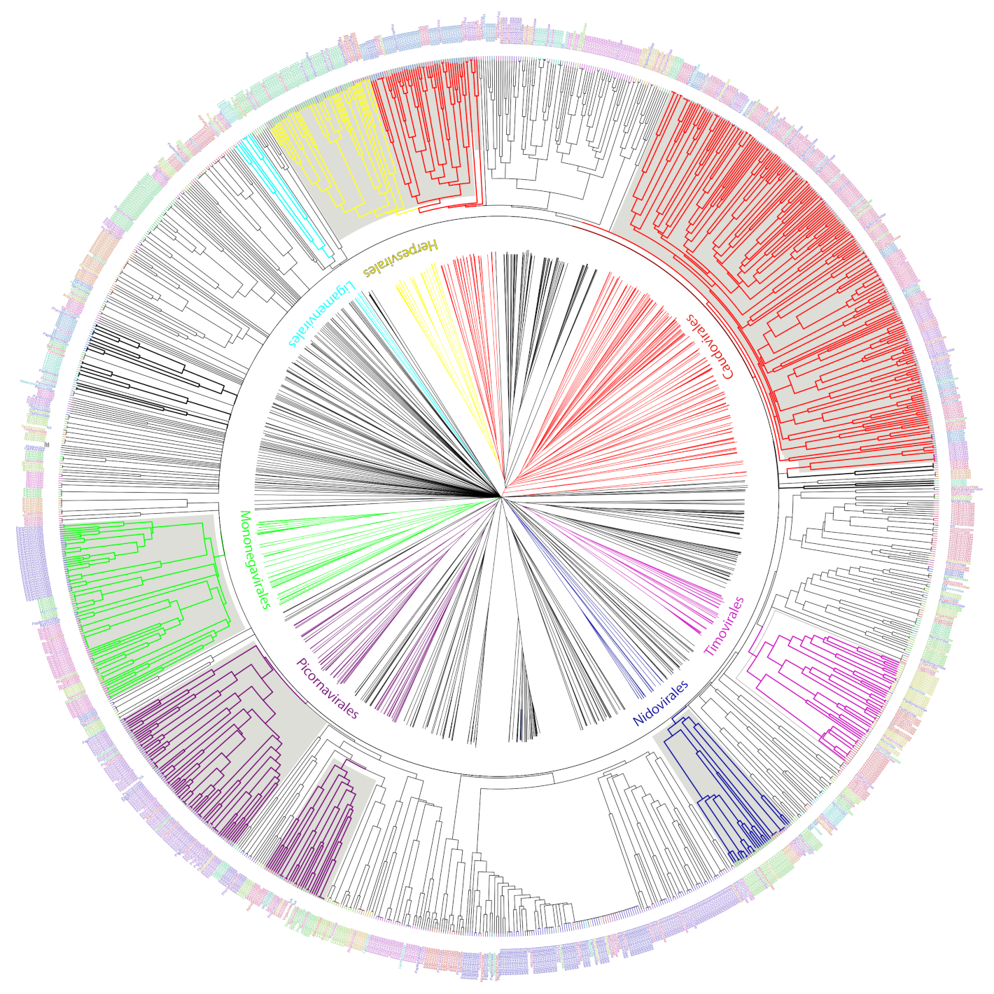 Viruses 13 01164 g005