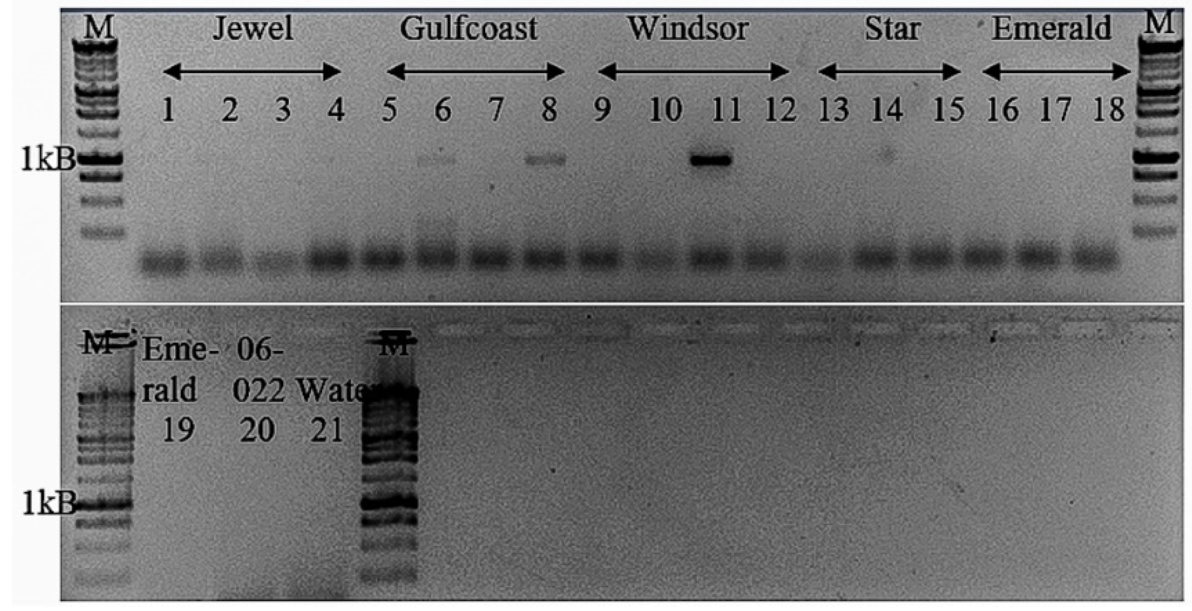 Viruses 13 01165 g005